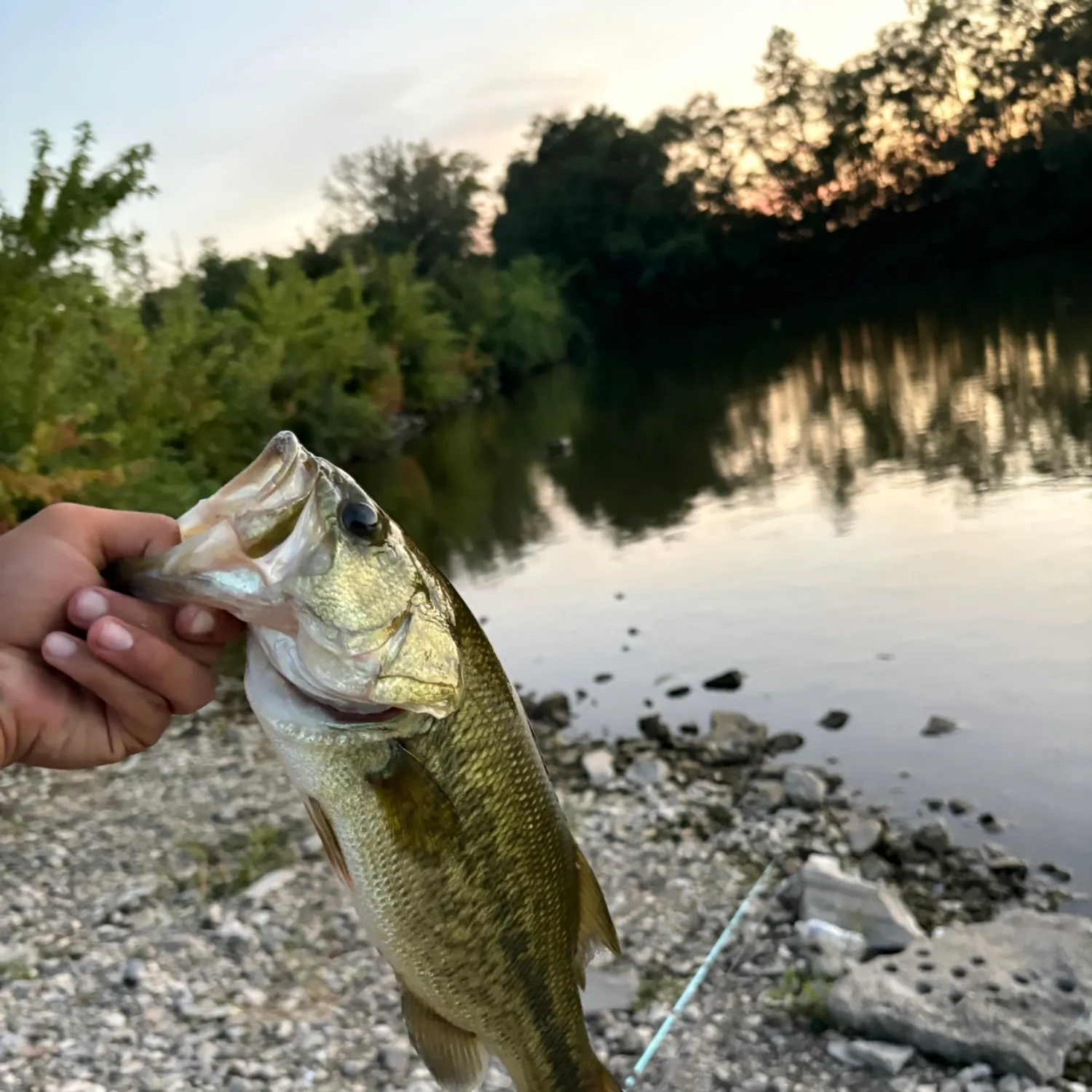 Largemouth bass caught on Fishbrain