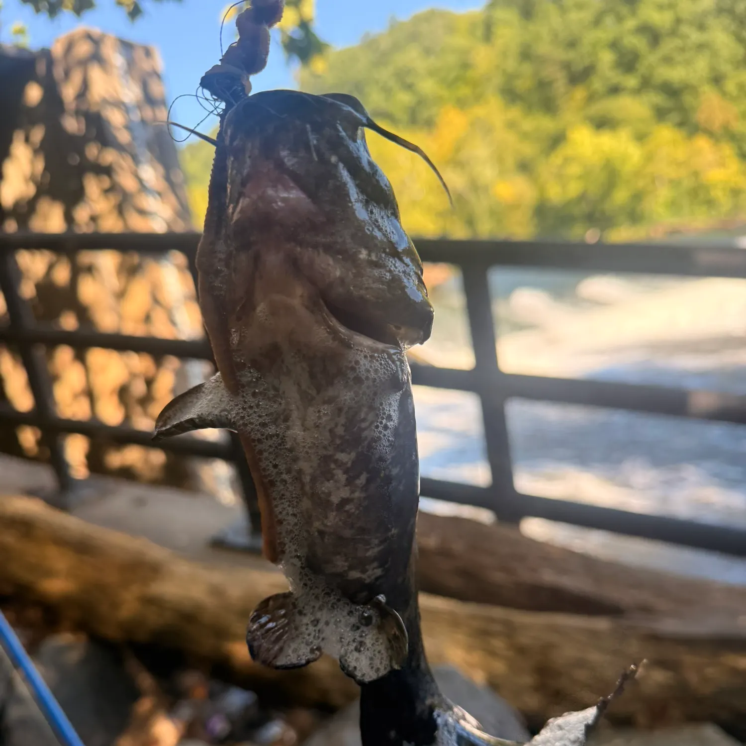 Channel catfish caught on Fishbrain