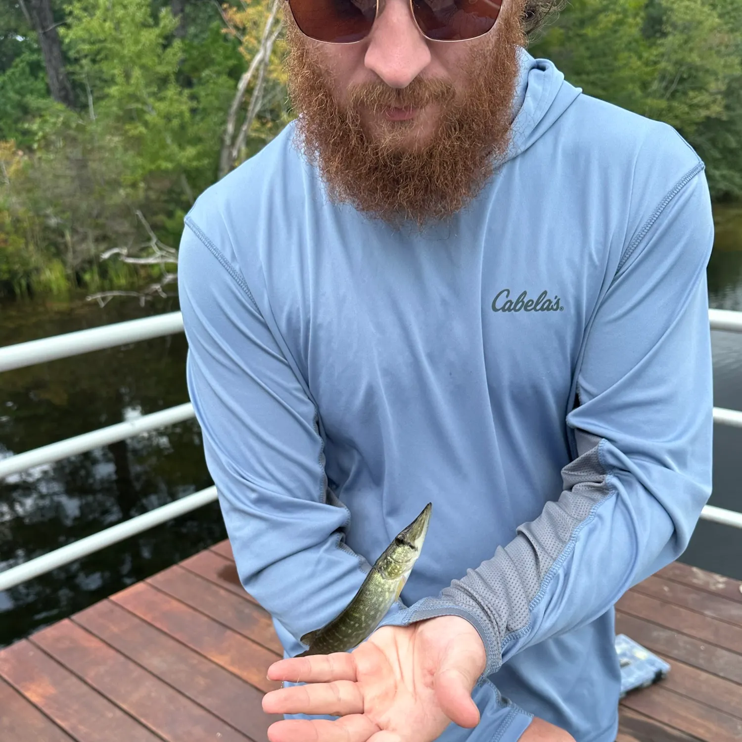 Chain pickerel caught on Fishbrain