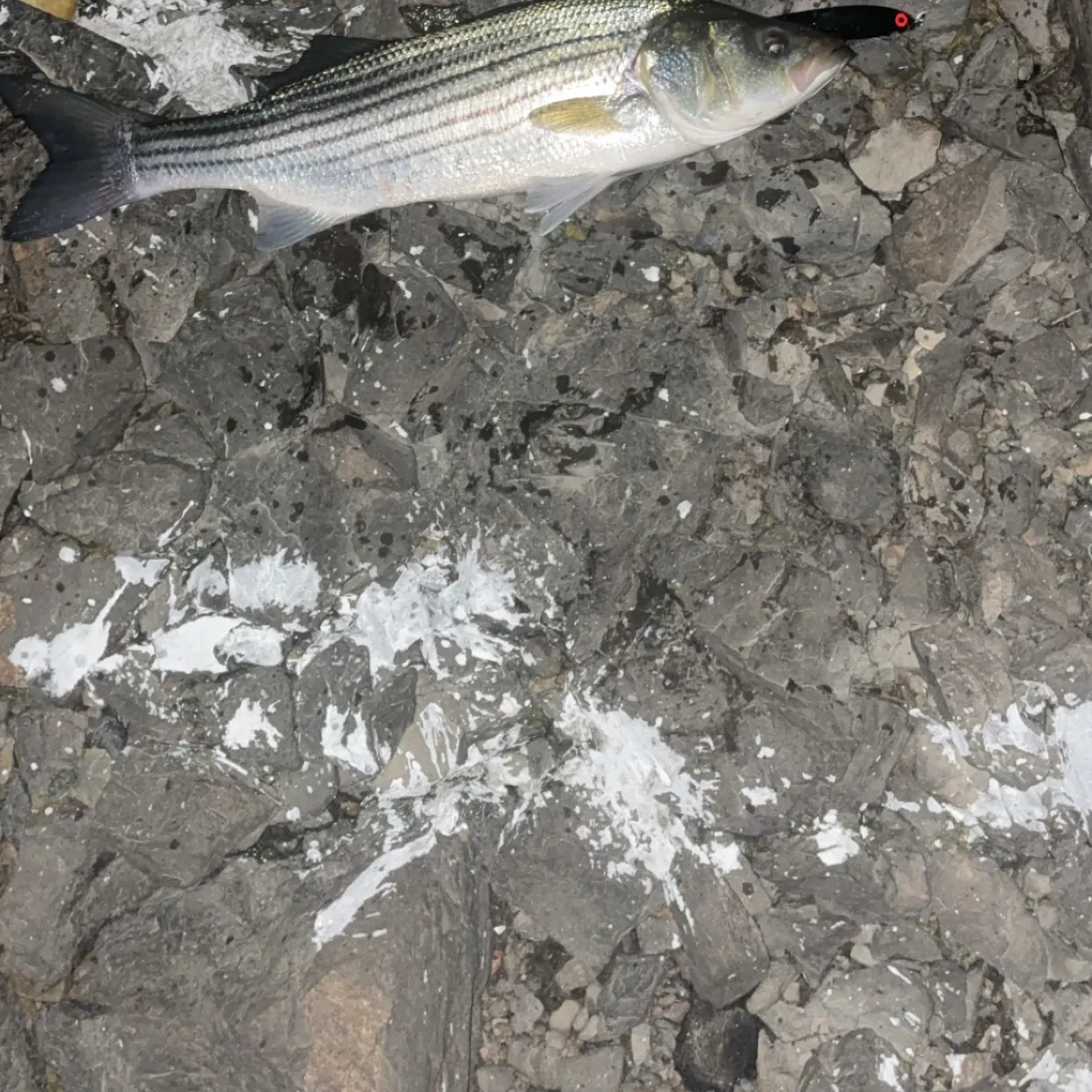 Striped bass caught on Fishbrain