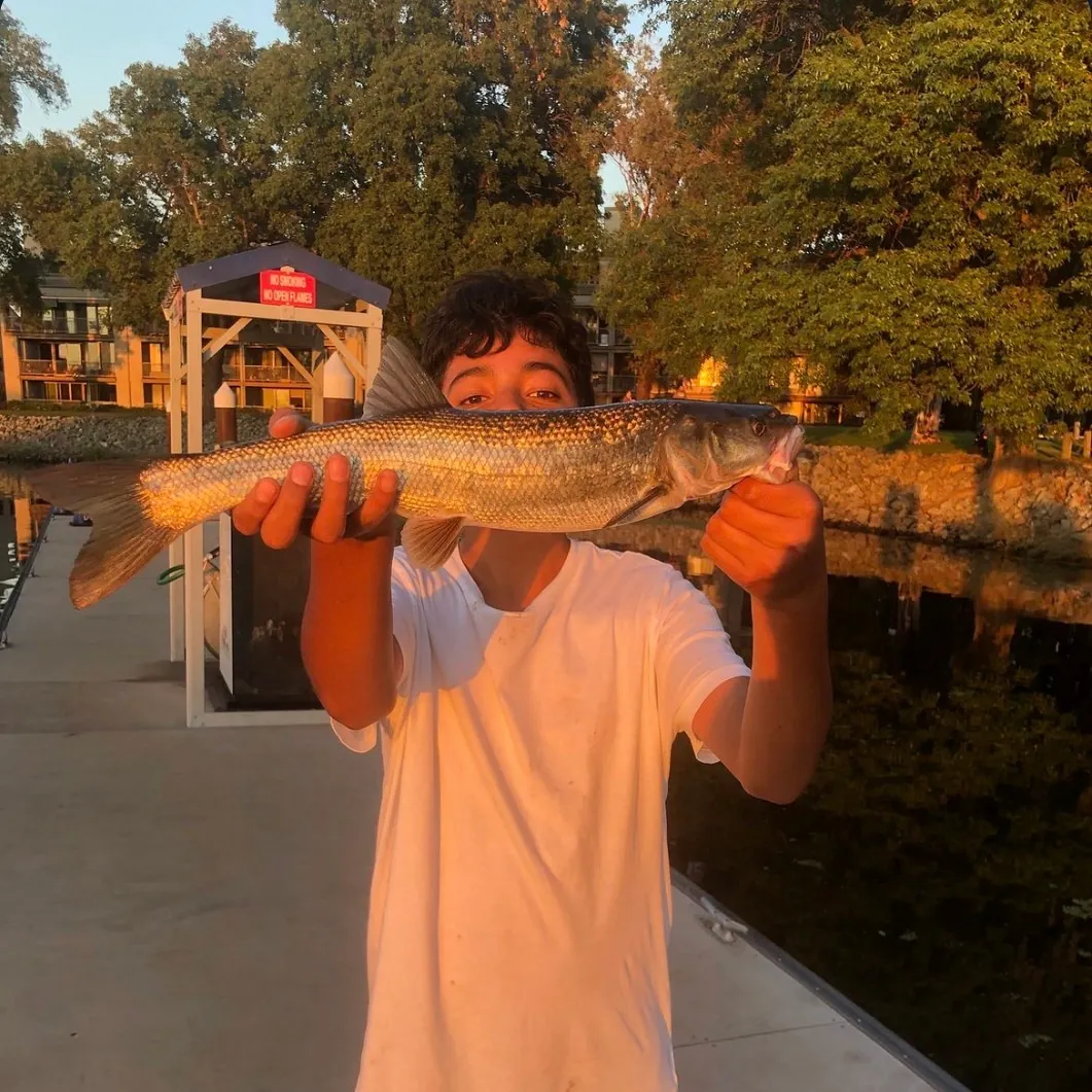 The most recent Colorado pikeminnow catches on Fishbrain