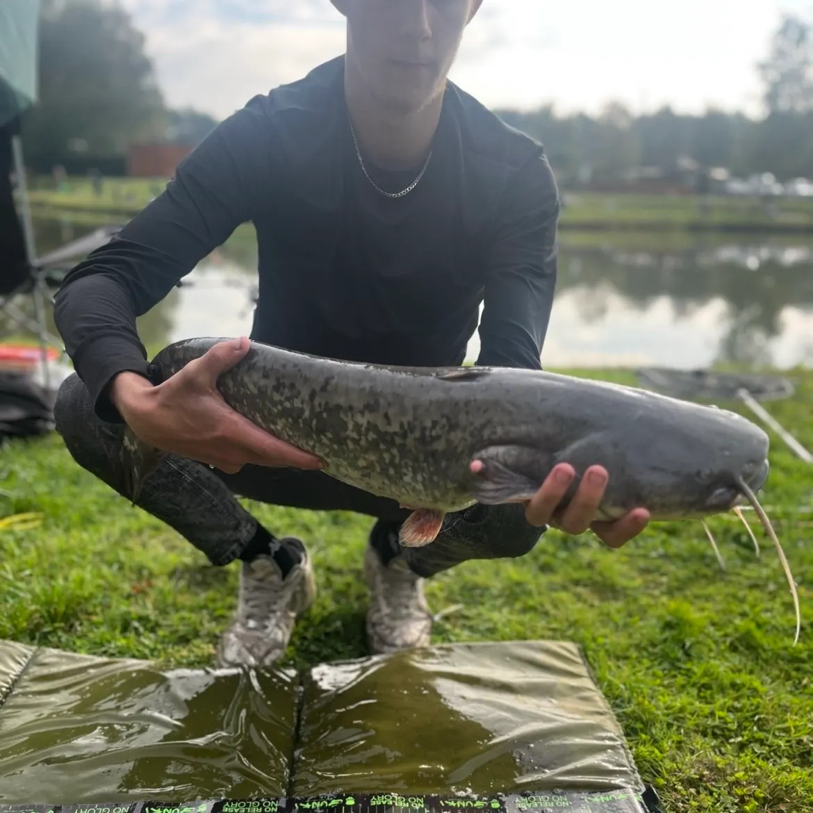 Wels catfish caught on Fishbrain