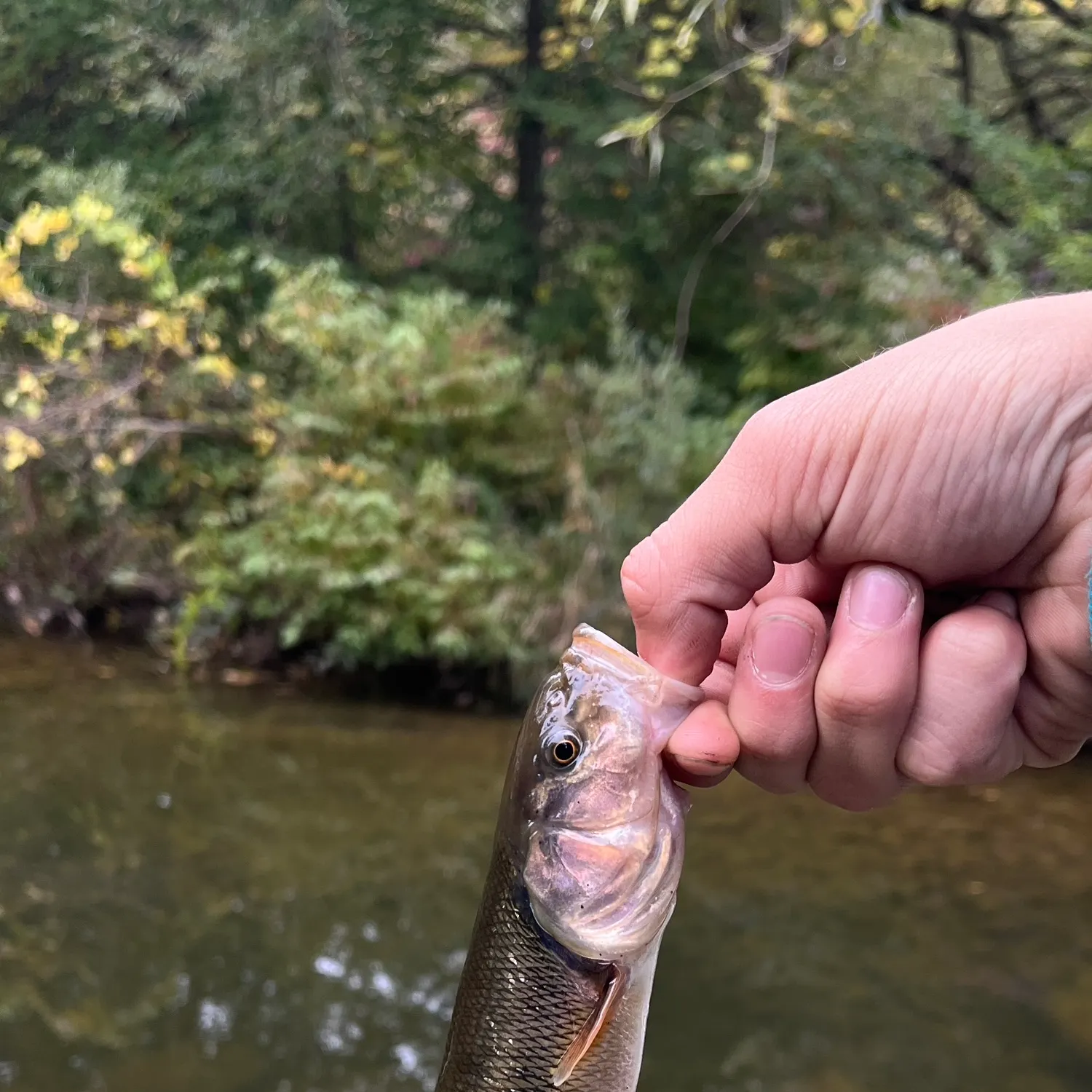 Creek chub caught on Fishbrain