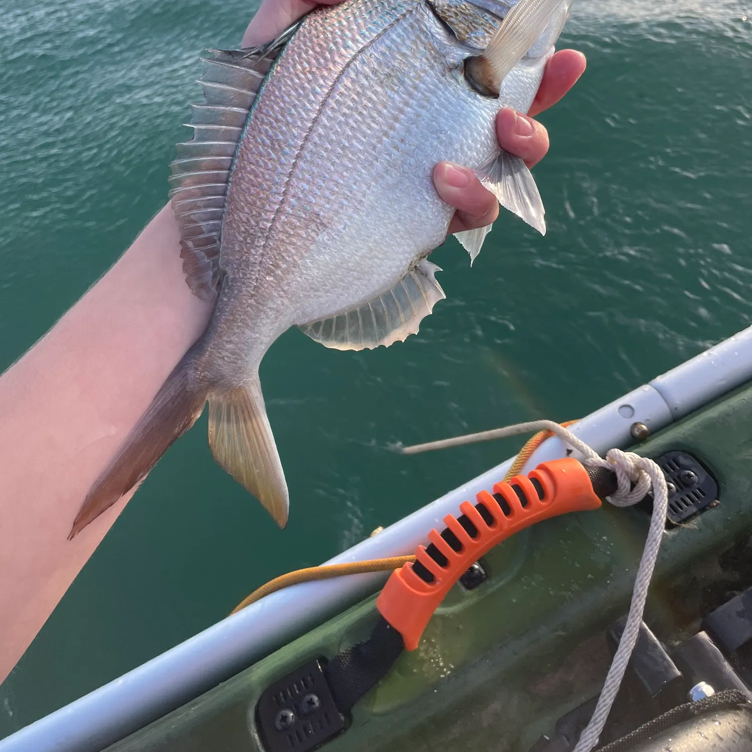 The most recent Scup catches on Fishbrain