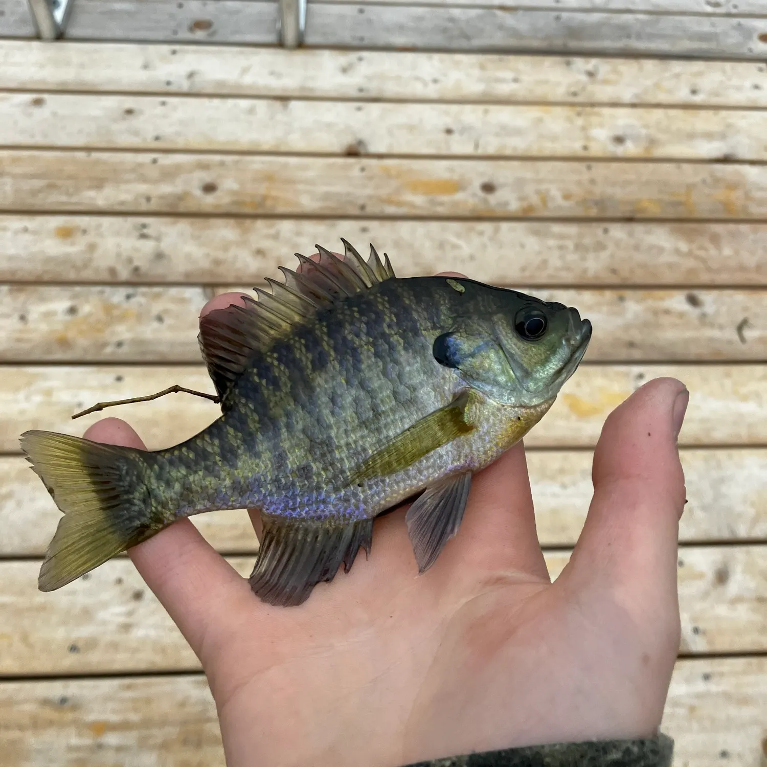 Bluegill caught on Fishbrain