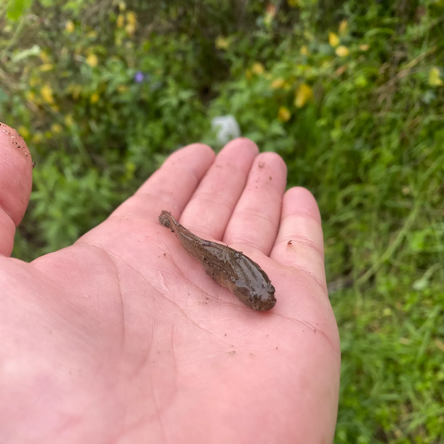 The most recent Shimofuri goby catches on Fishbrain