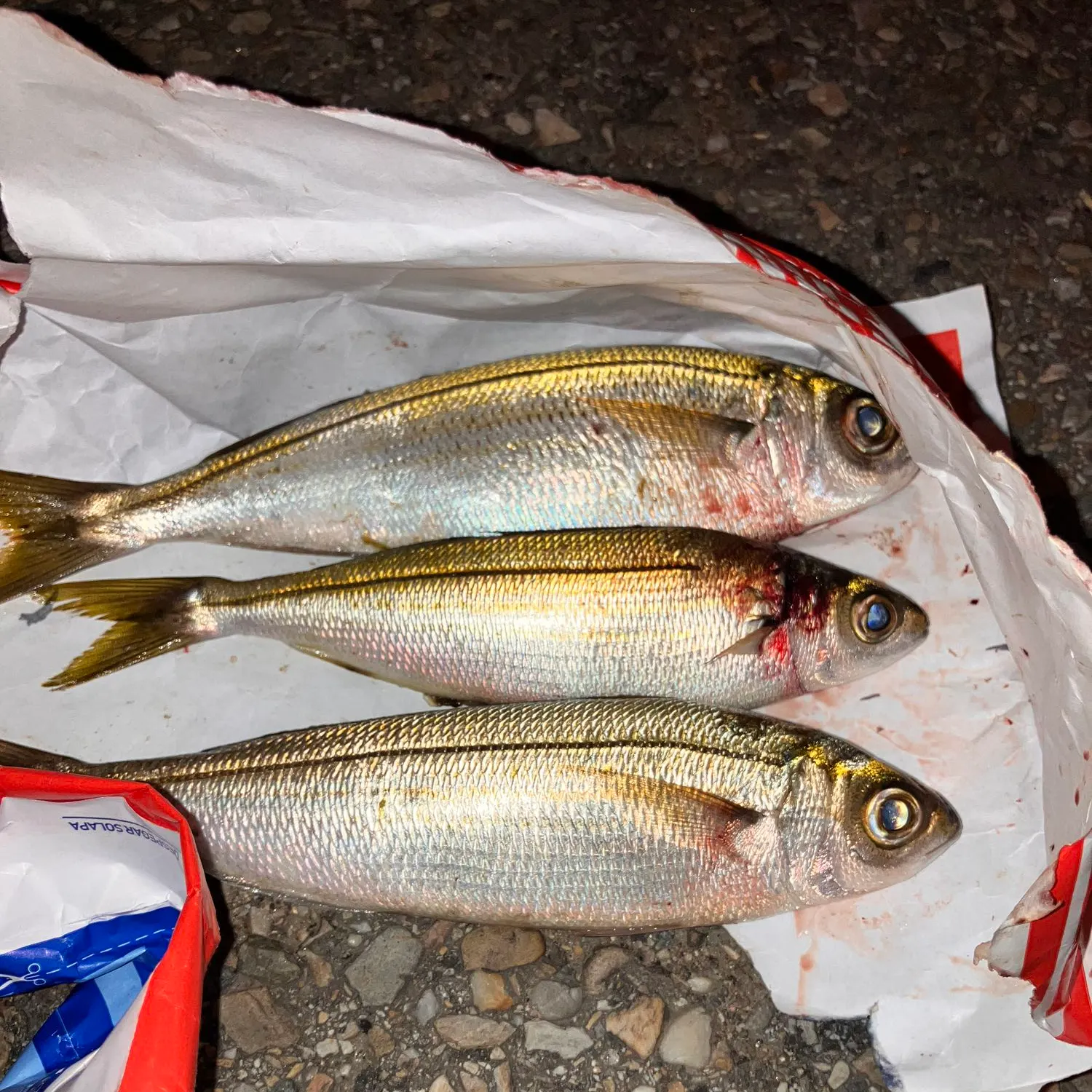 recently logged catches