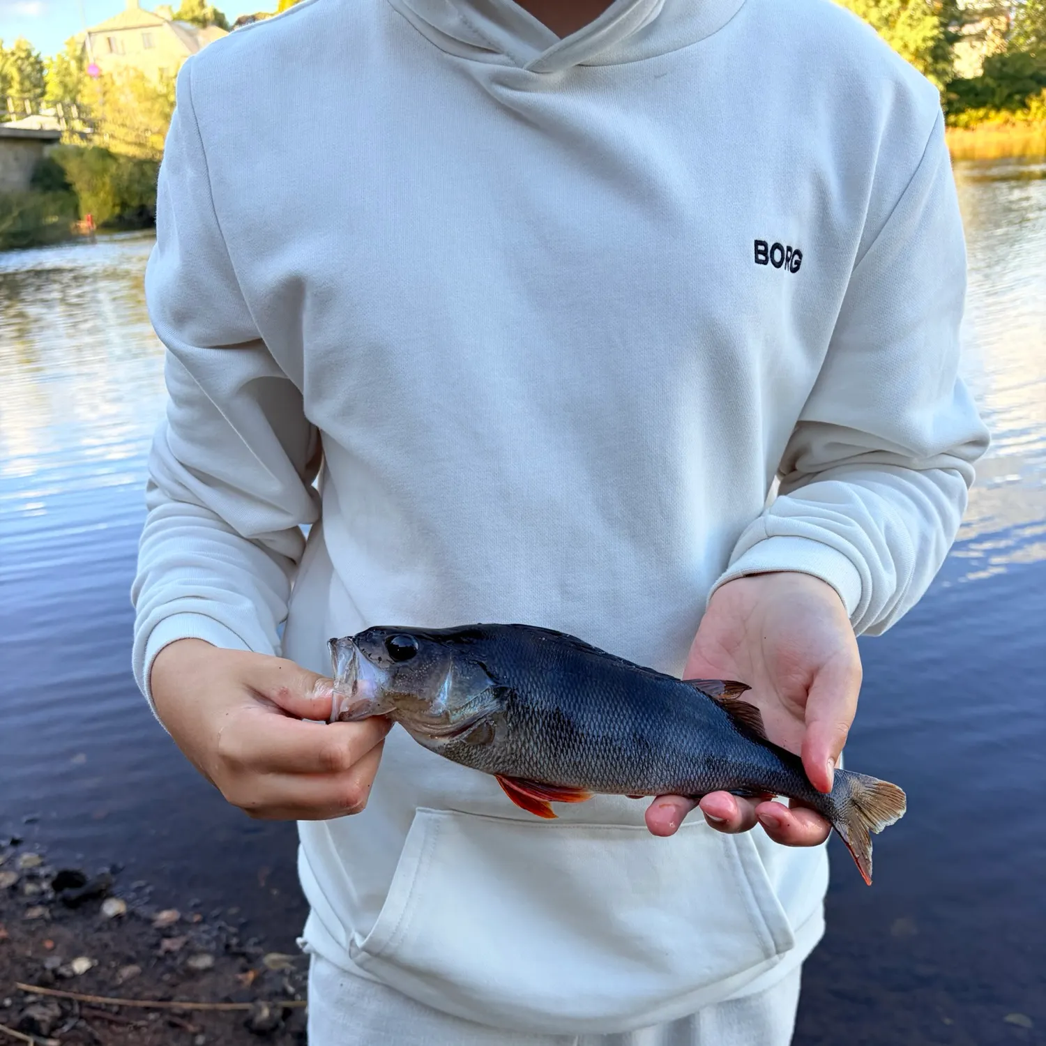 European perch caught on Fishbrain