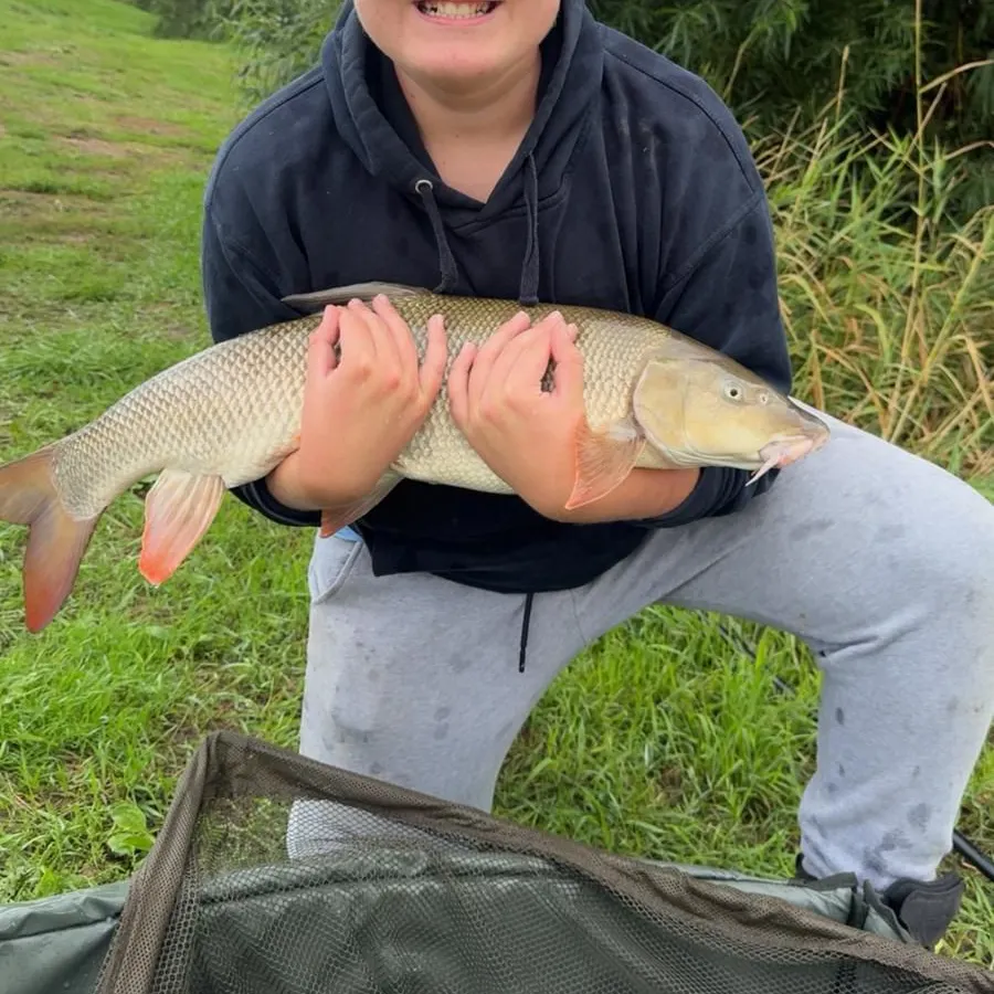 Common barbel caught on Fishbrain
