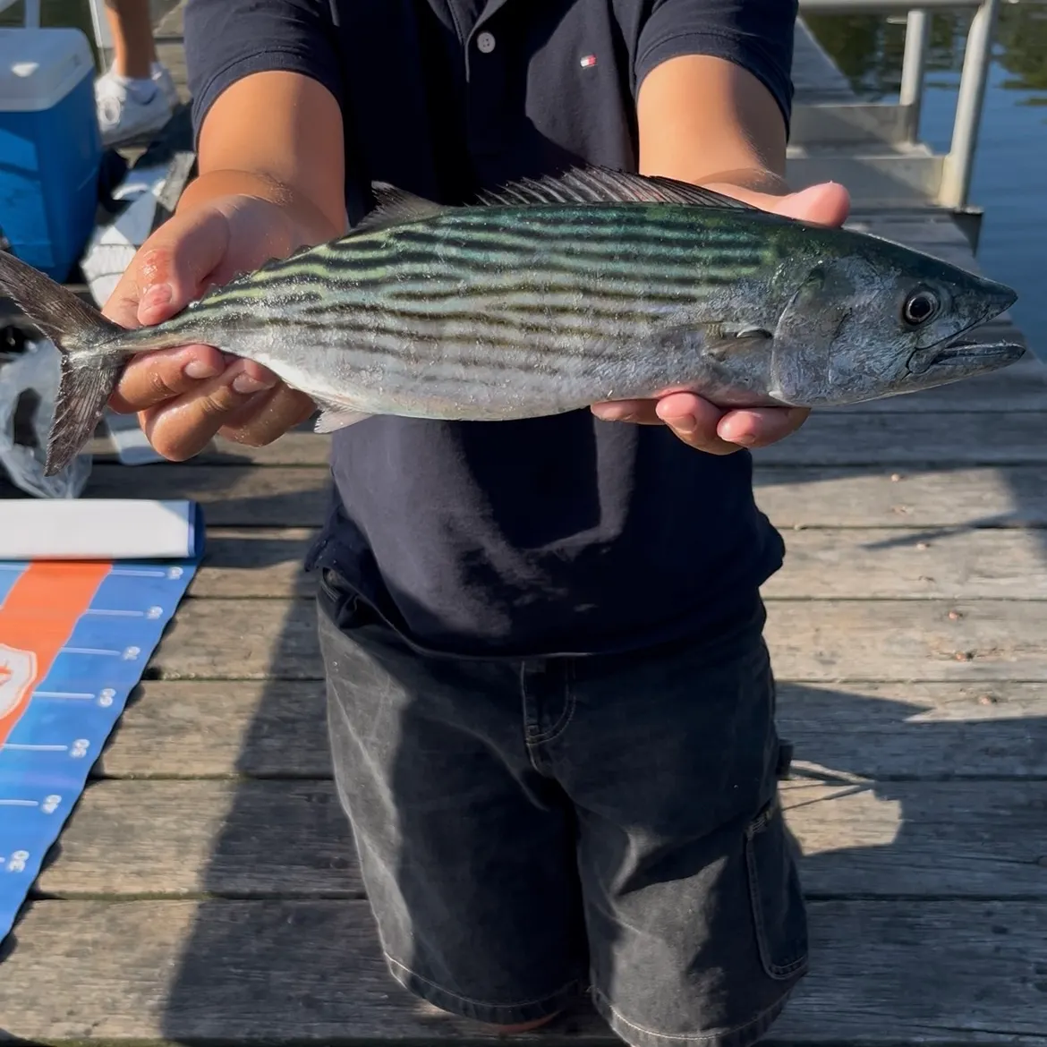 The most recent Eastern Pacific bonito catches on Fishbrain
