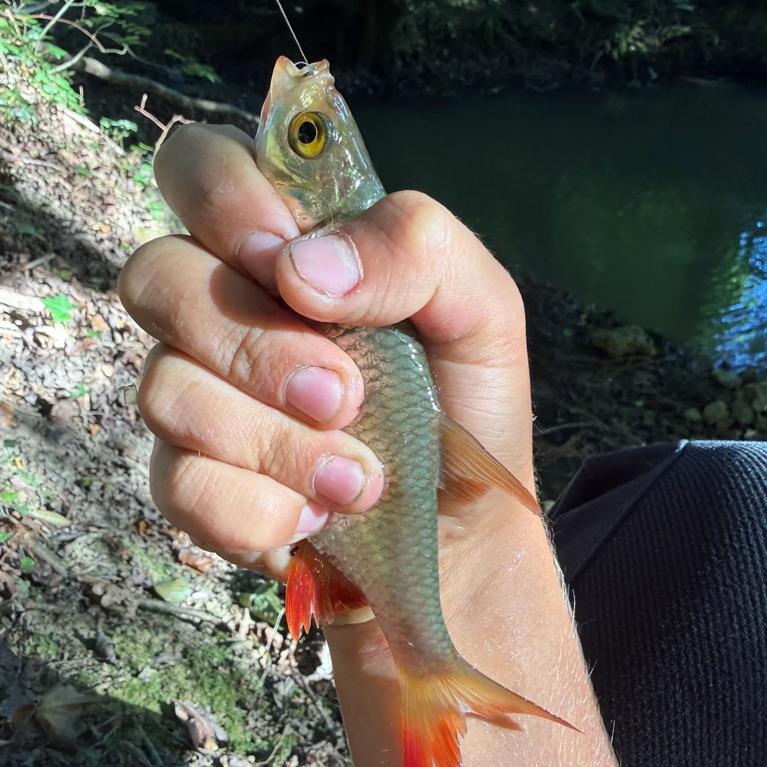 The most recent Cactus roach catches on Fishbrain