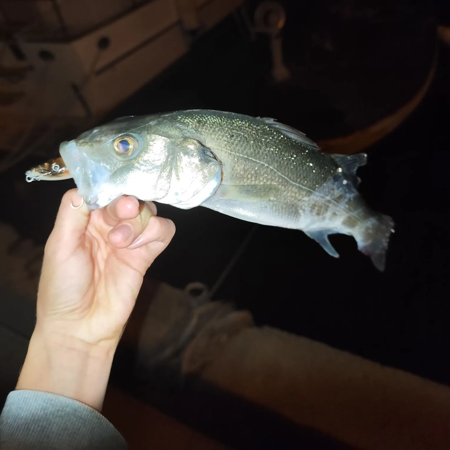 European seabass caught on Fishbrain