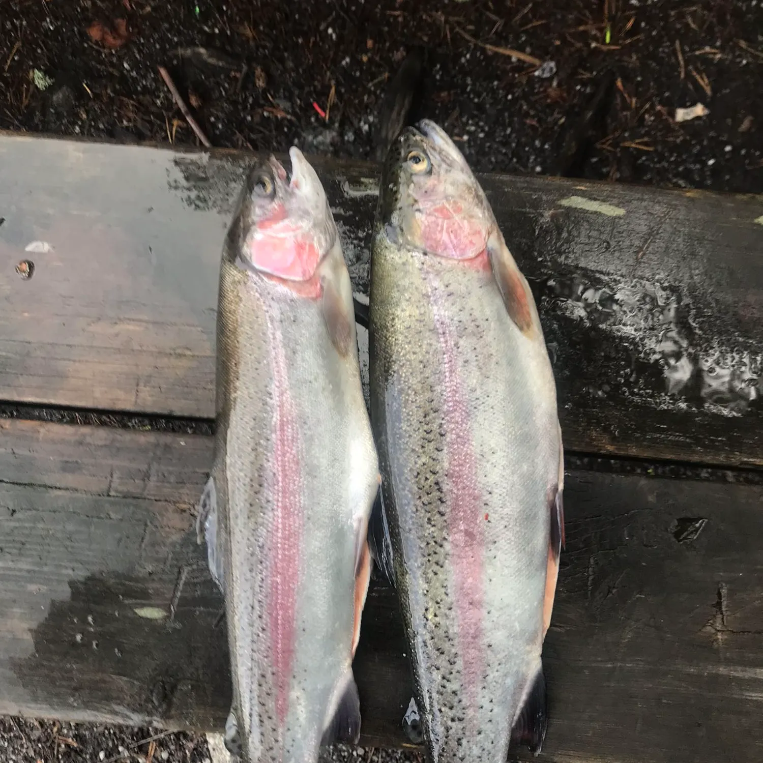 recently logged catches