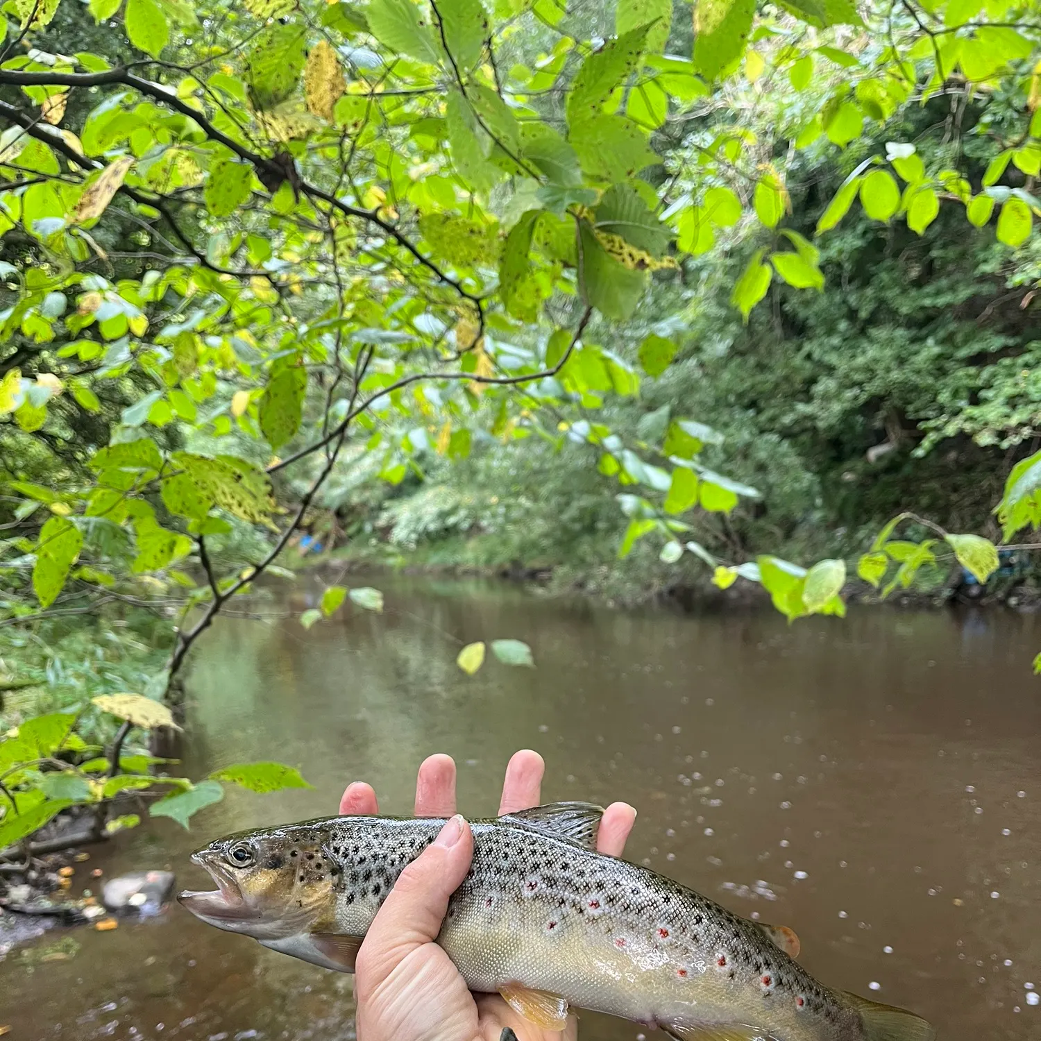 Brown trout caught on Fishbrain