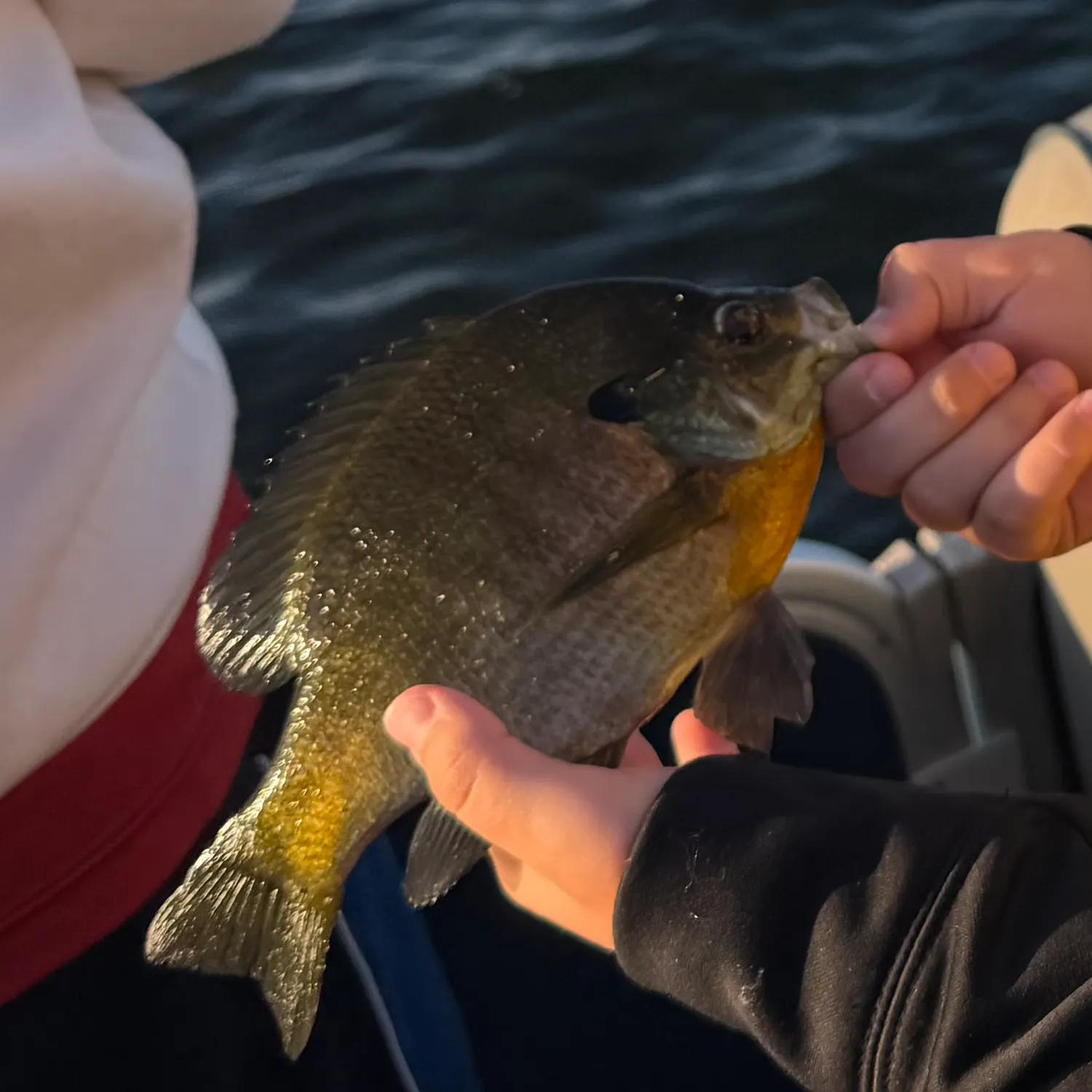 Bluegill caught on Fishbrain