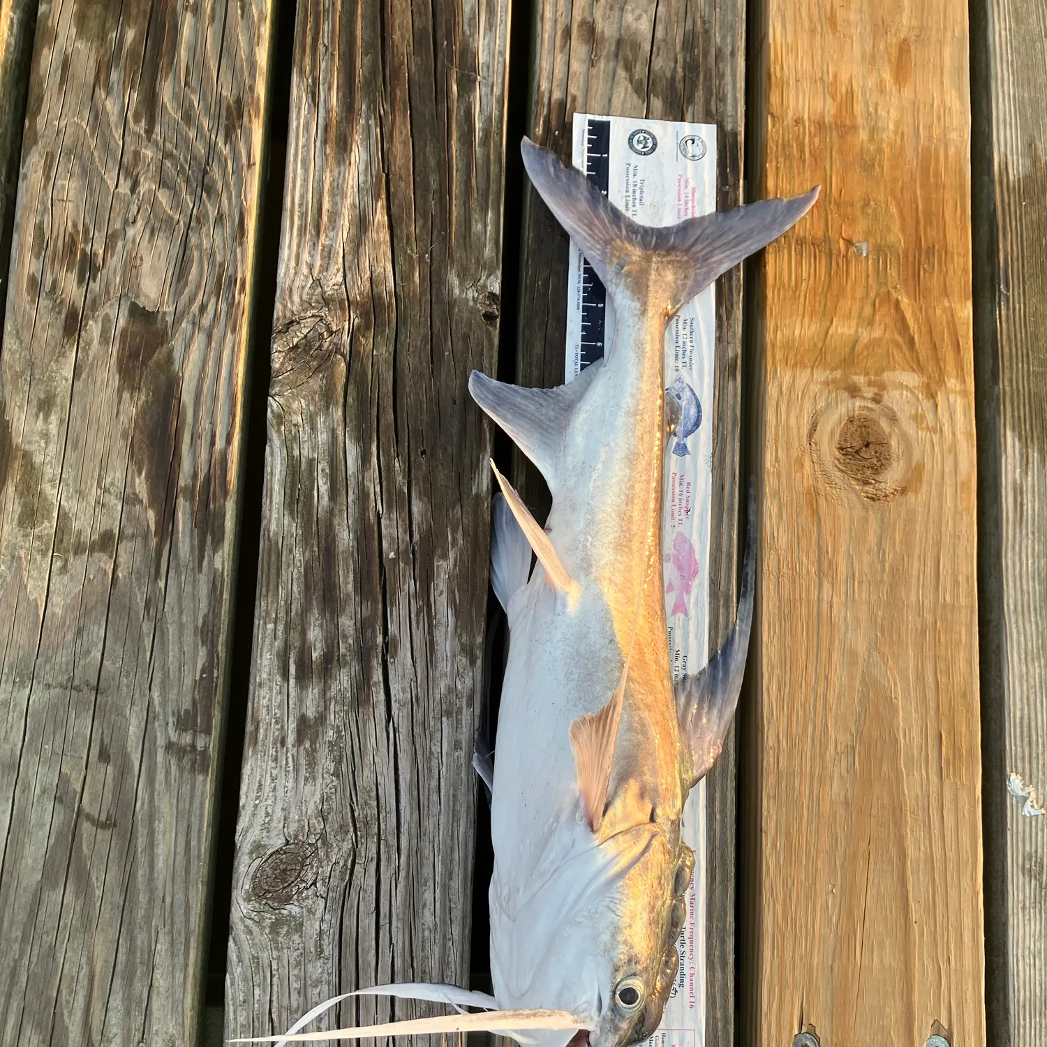 Gafftopsail sea catfish caught on Fishbrain