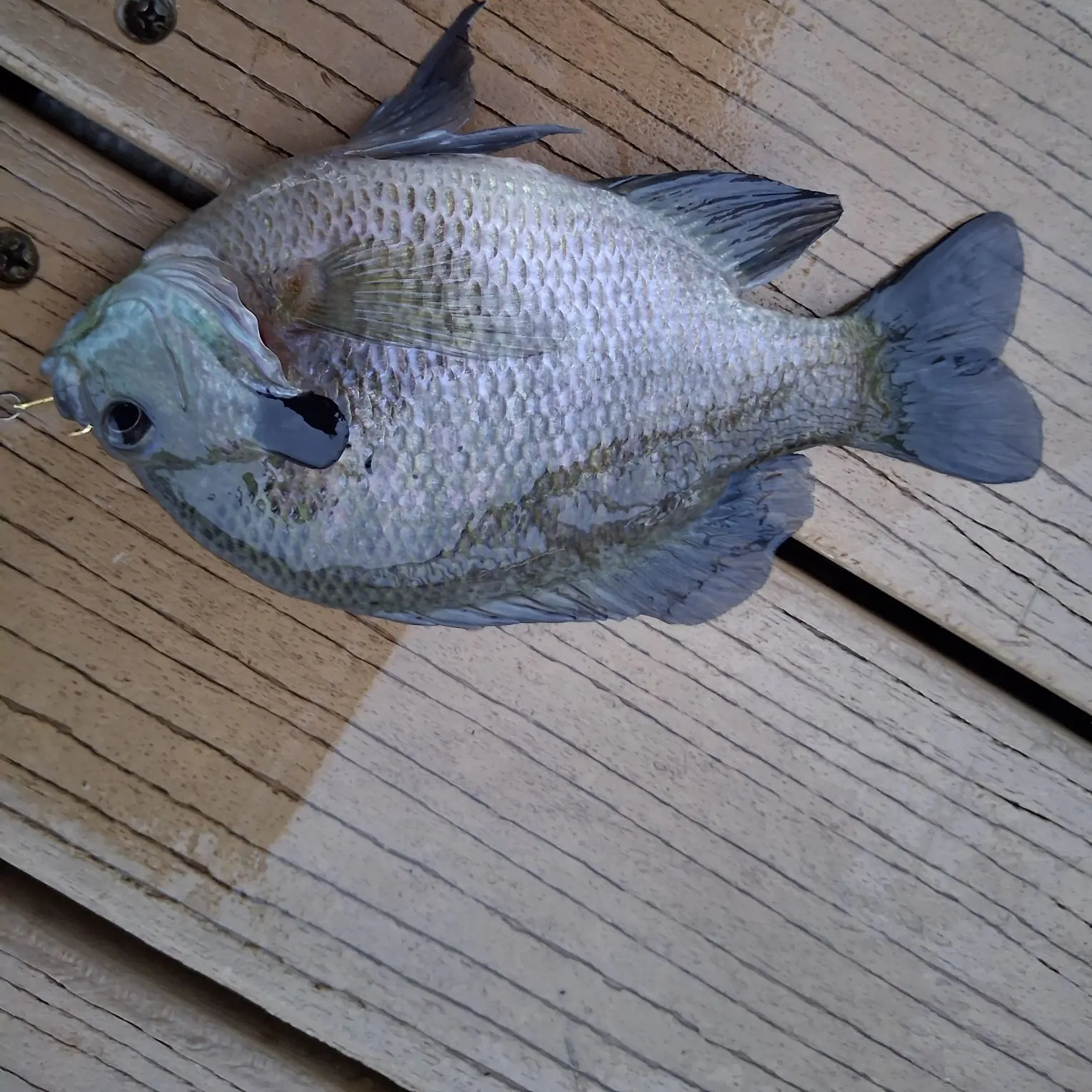 Bluegill caught on Fishbrain