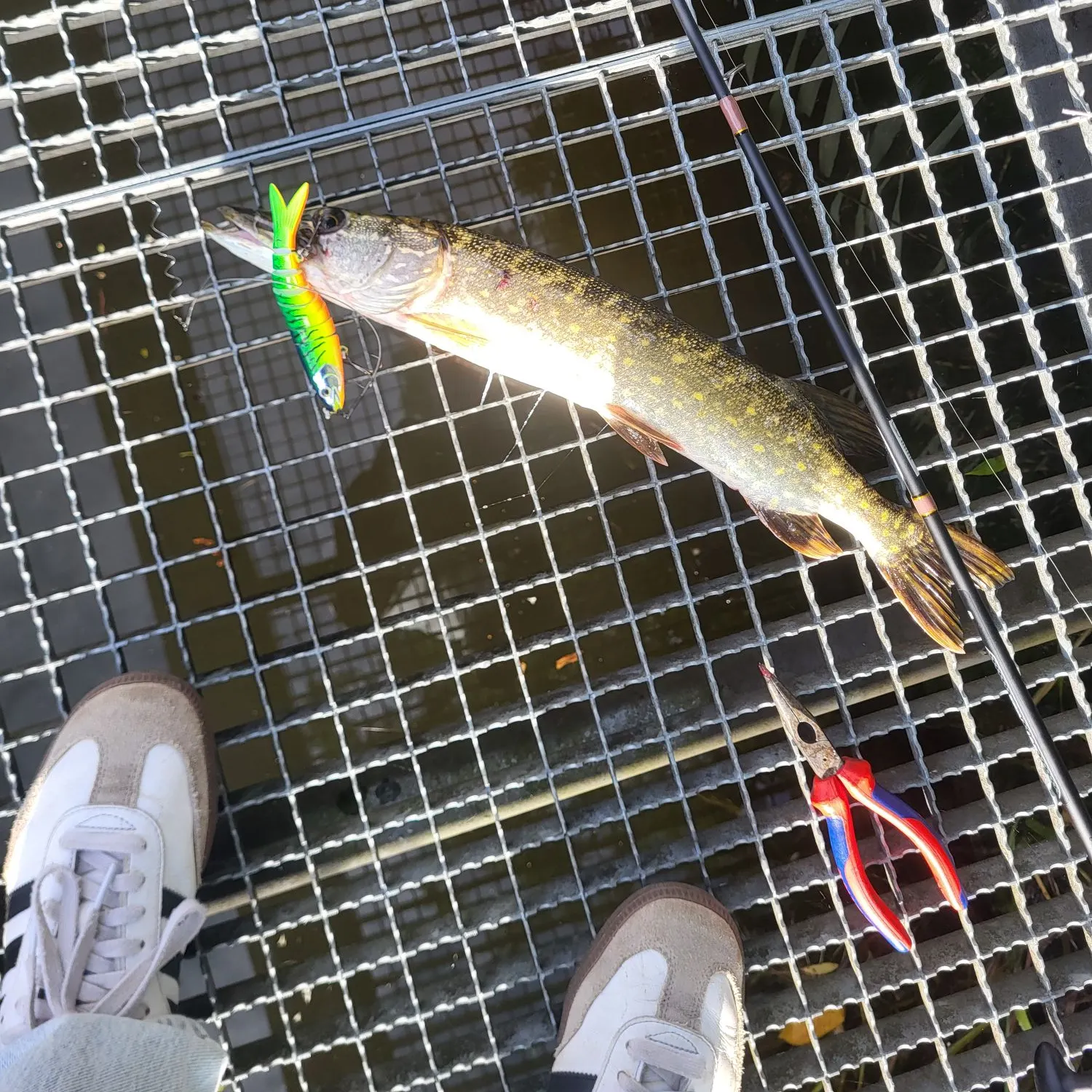 Northern pike caught on Fishbrain