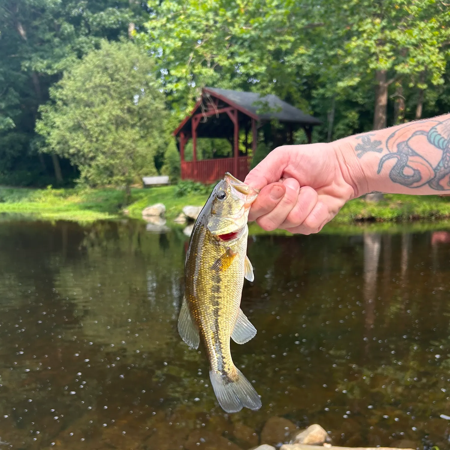 Largemouth bass caught on Fishbrain
