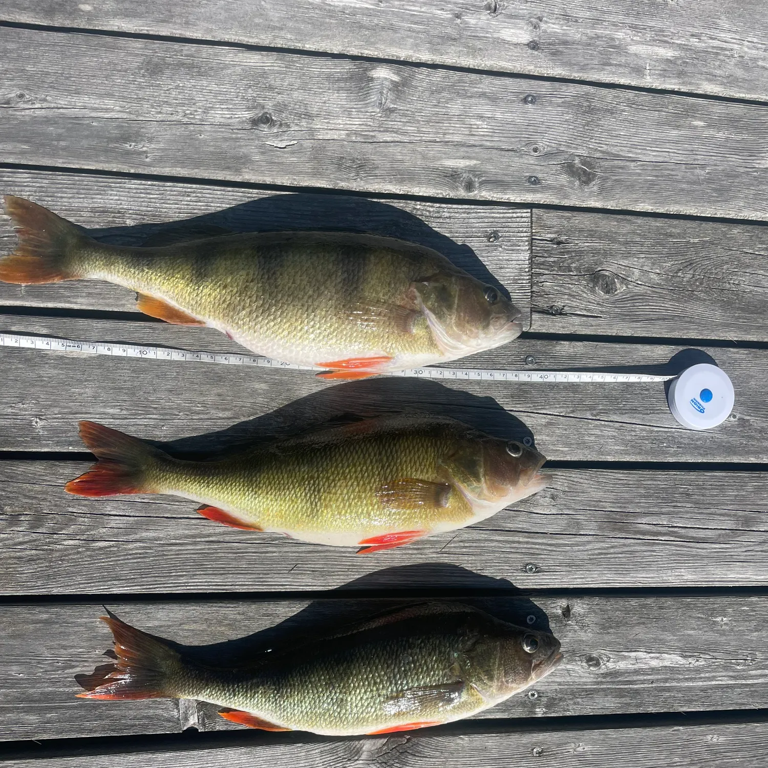 recently logged catches