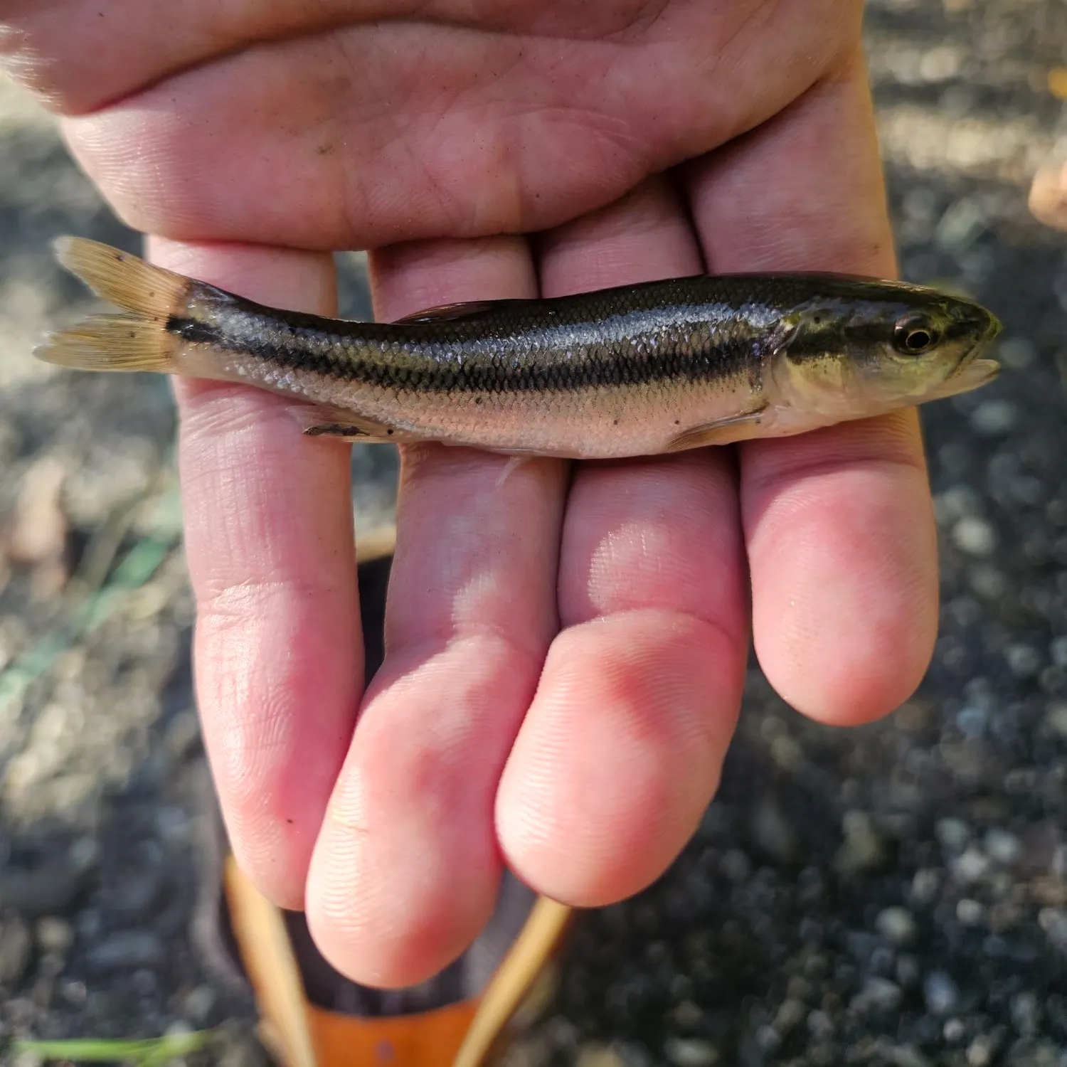 The most recent Eastern blacknose dace catches on Fishbrain