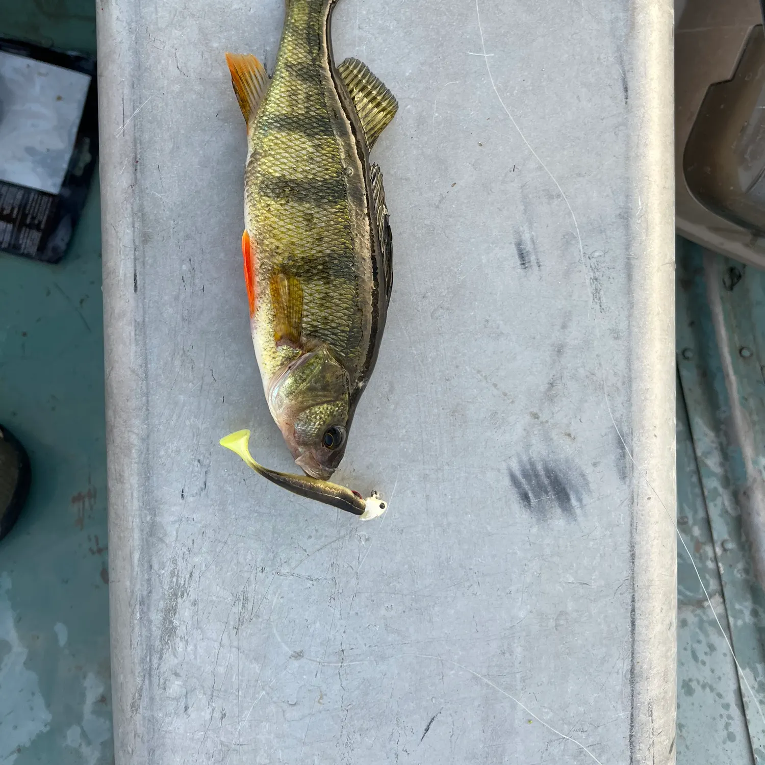 Yellow perch caught on Fishbrain