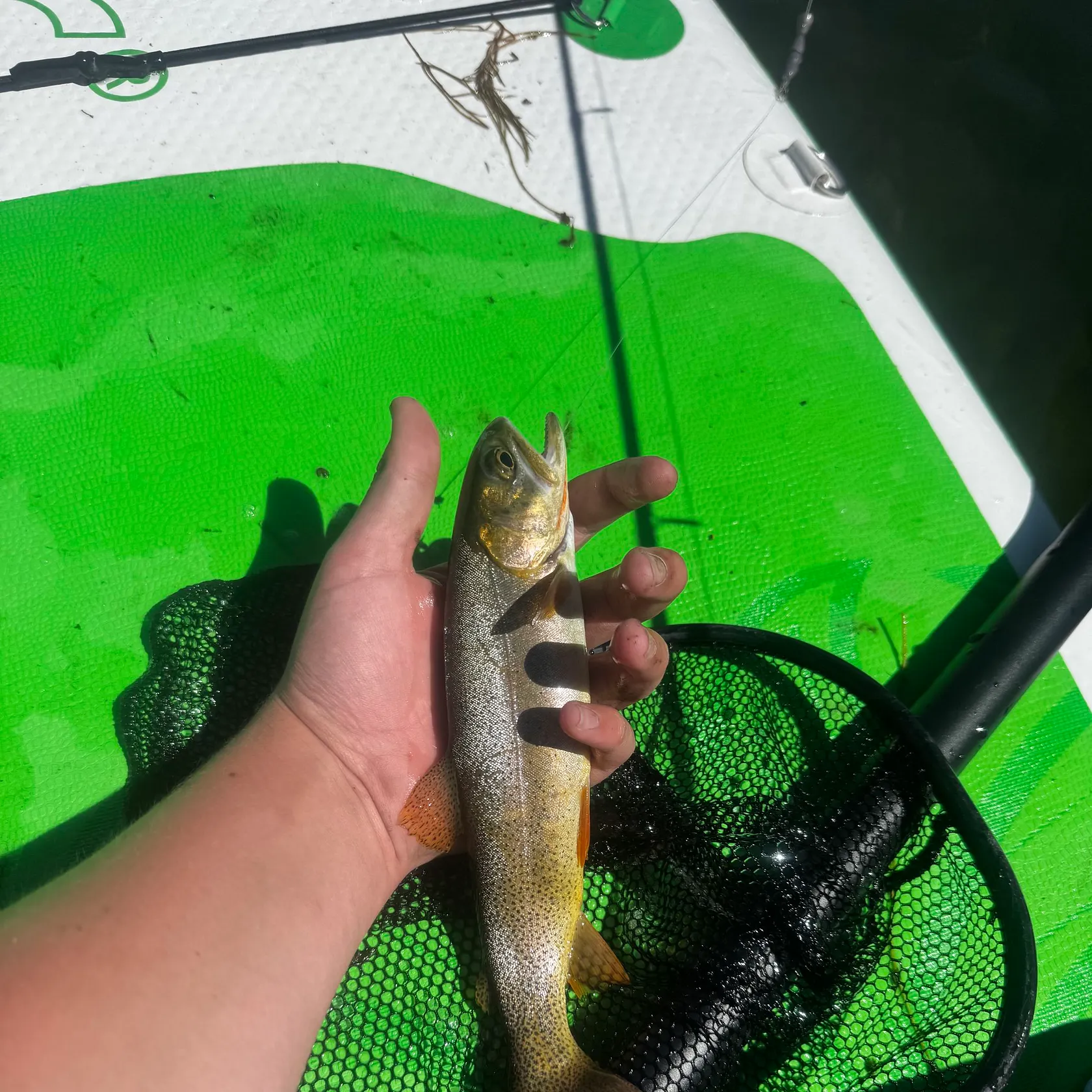 Snake River fine-spotted cutthroat trout caught on Fishbrain