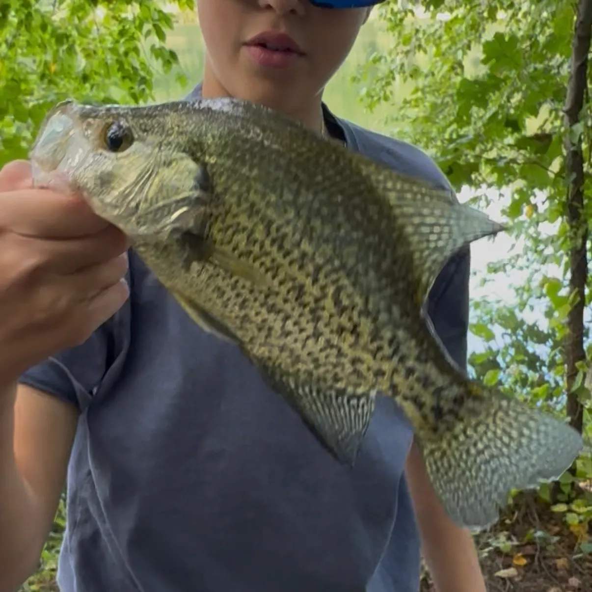 Black crappie caught on Fishbrain