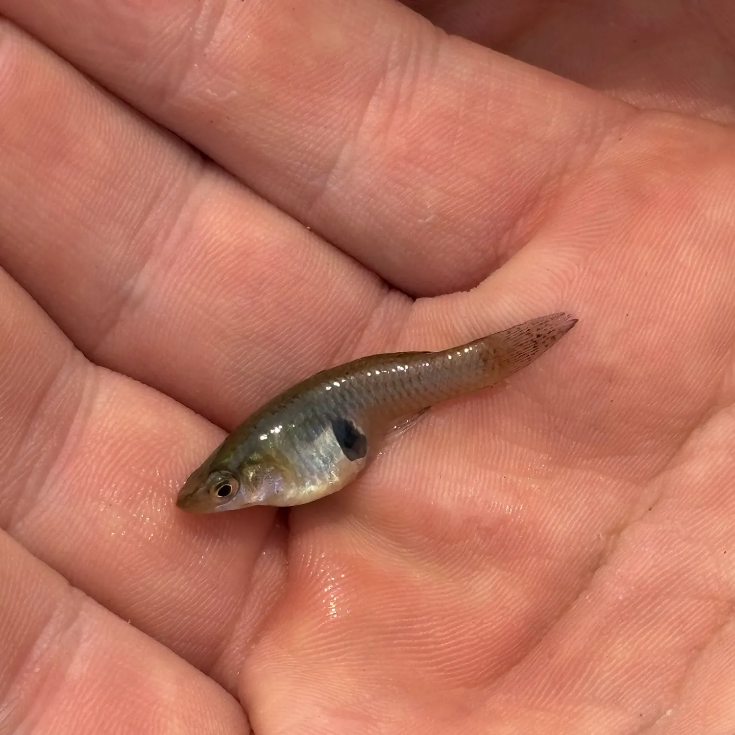 The most recent Silverjaw minnow catches on Fishbrain