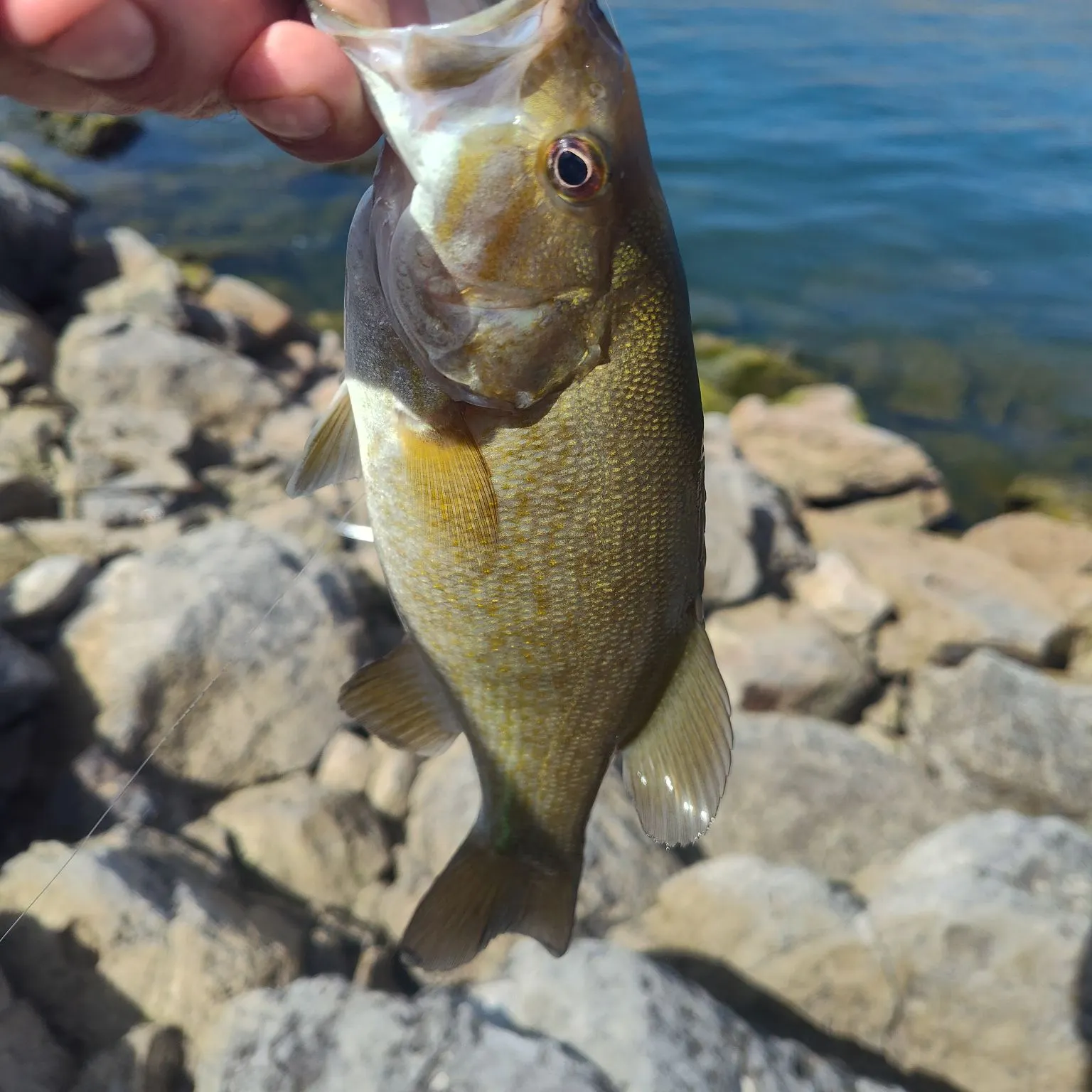 Smallmouth bass caught on Fishbrain