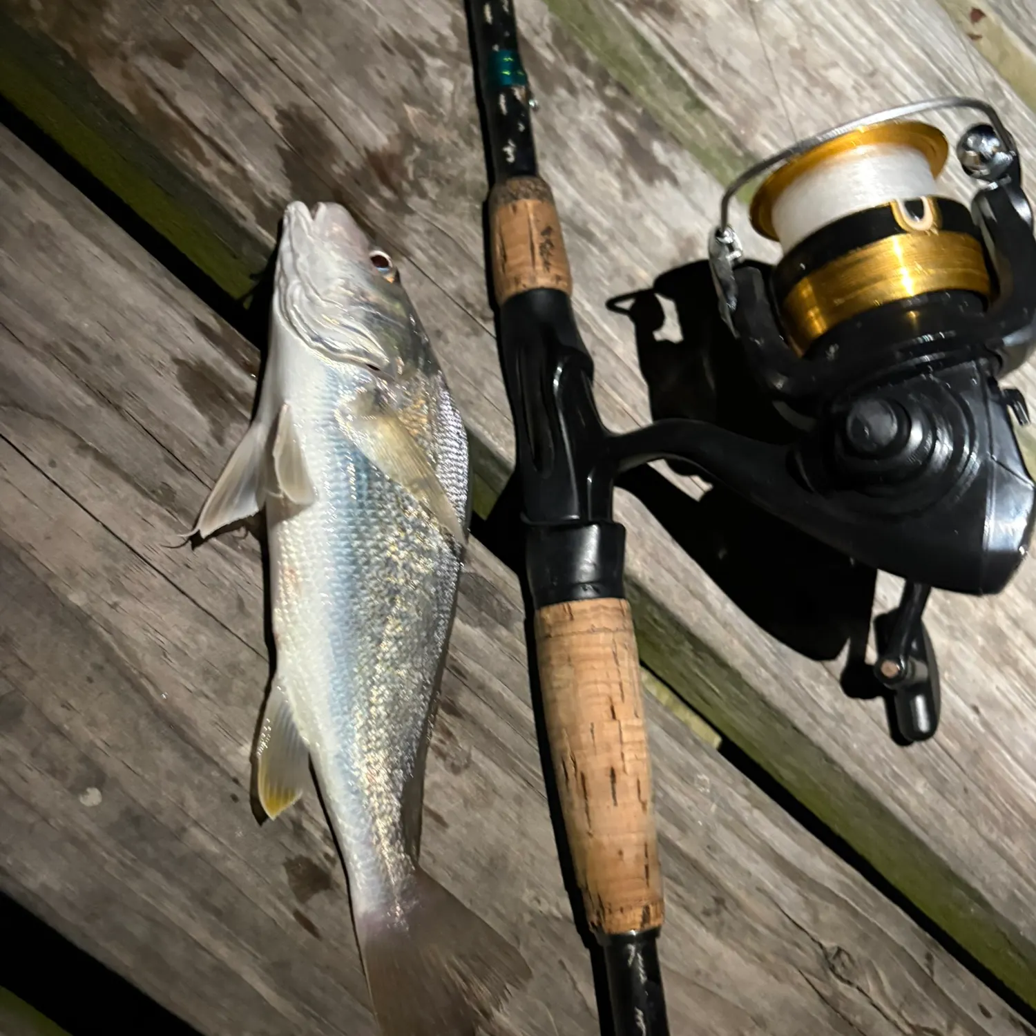 Atlantic croaker caught on Fishbrain