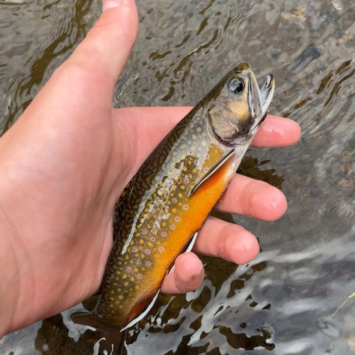Brook trout caught on Fishbrain