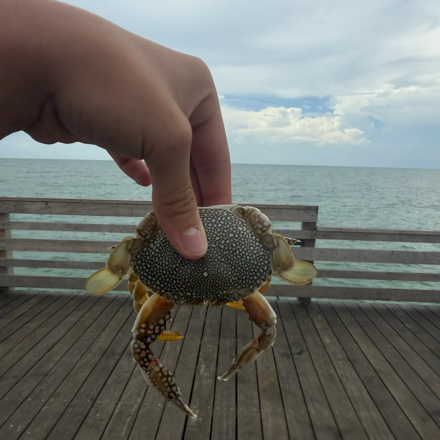 The most recent Jonah crab catches on Fishbrain
