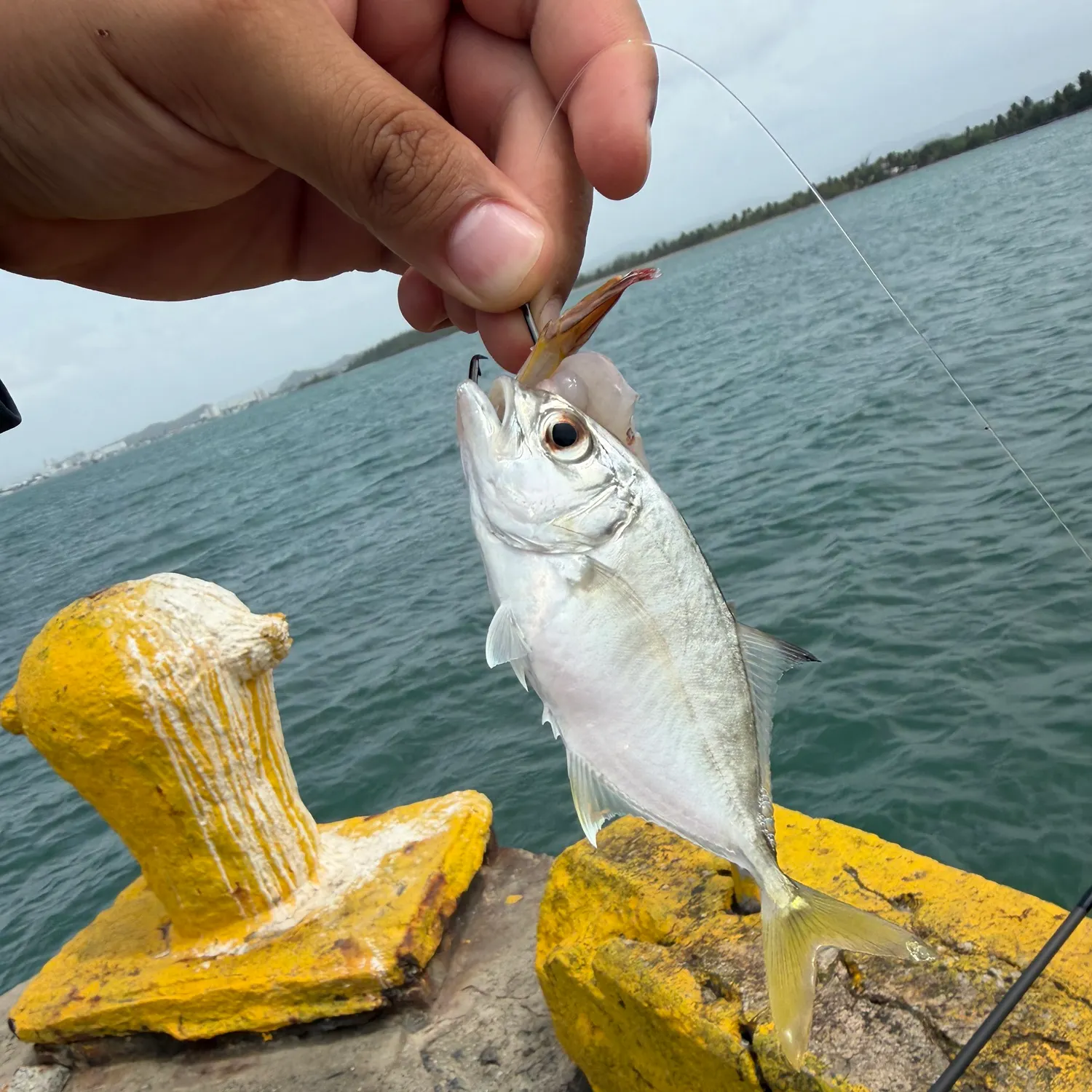 The most recent Yellow jack catches on Fishbrain