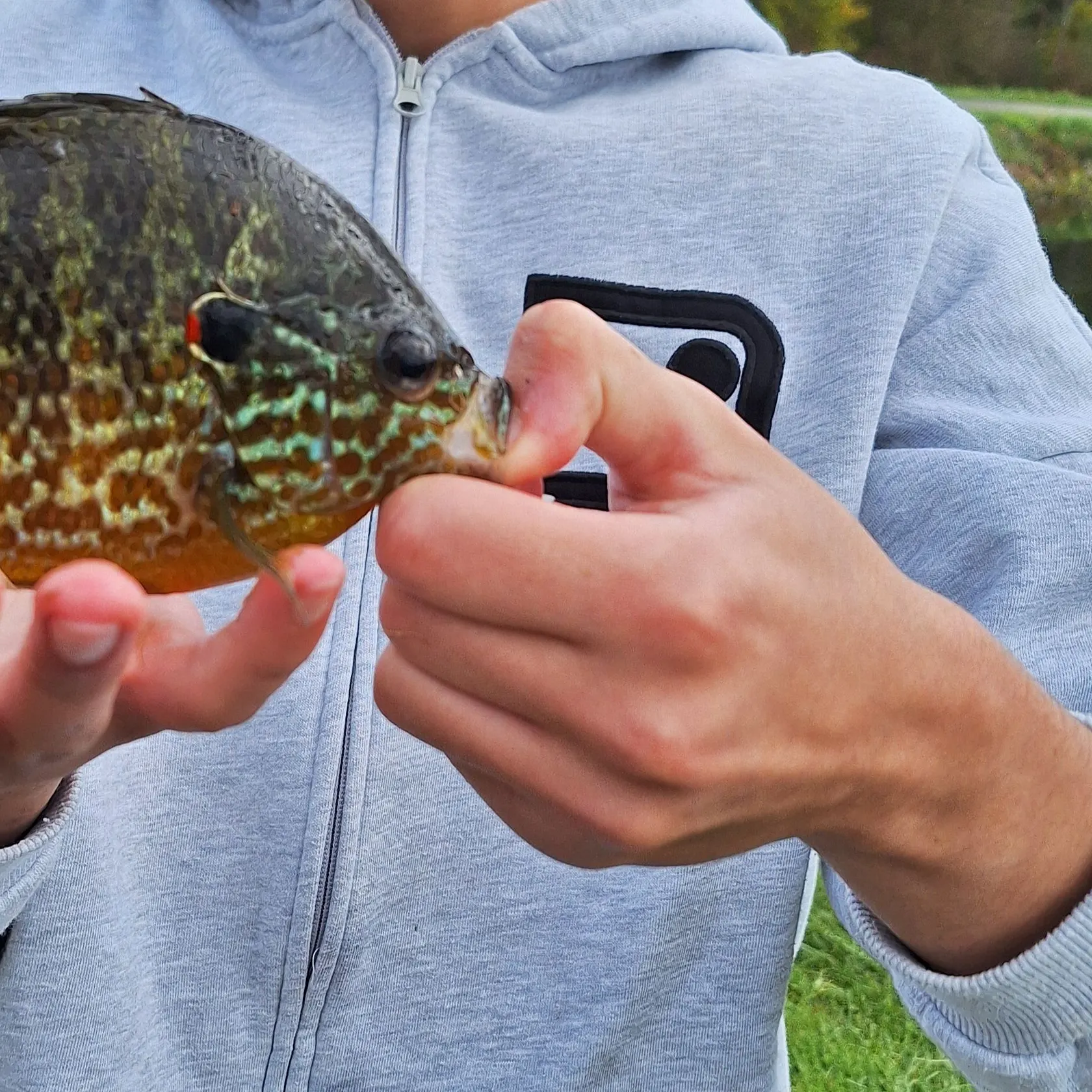 Pumpkinseed caught on Fishbrain