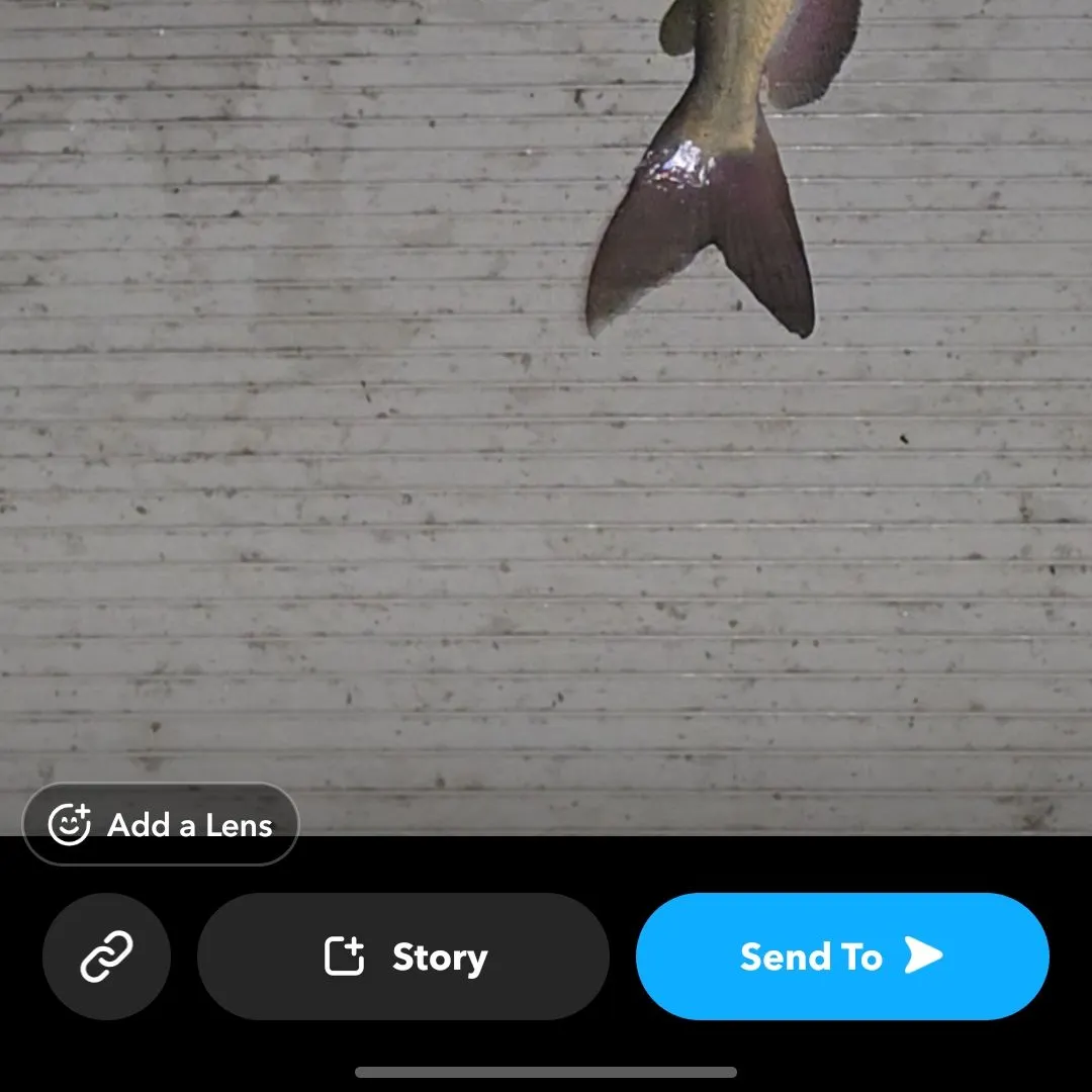 Channel catfish caught on Fishbrain