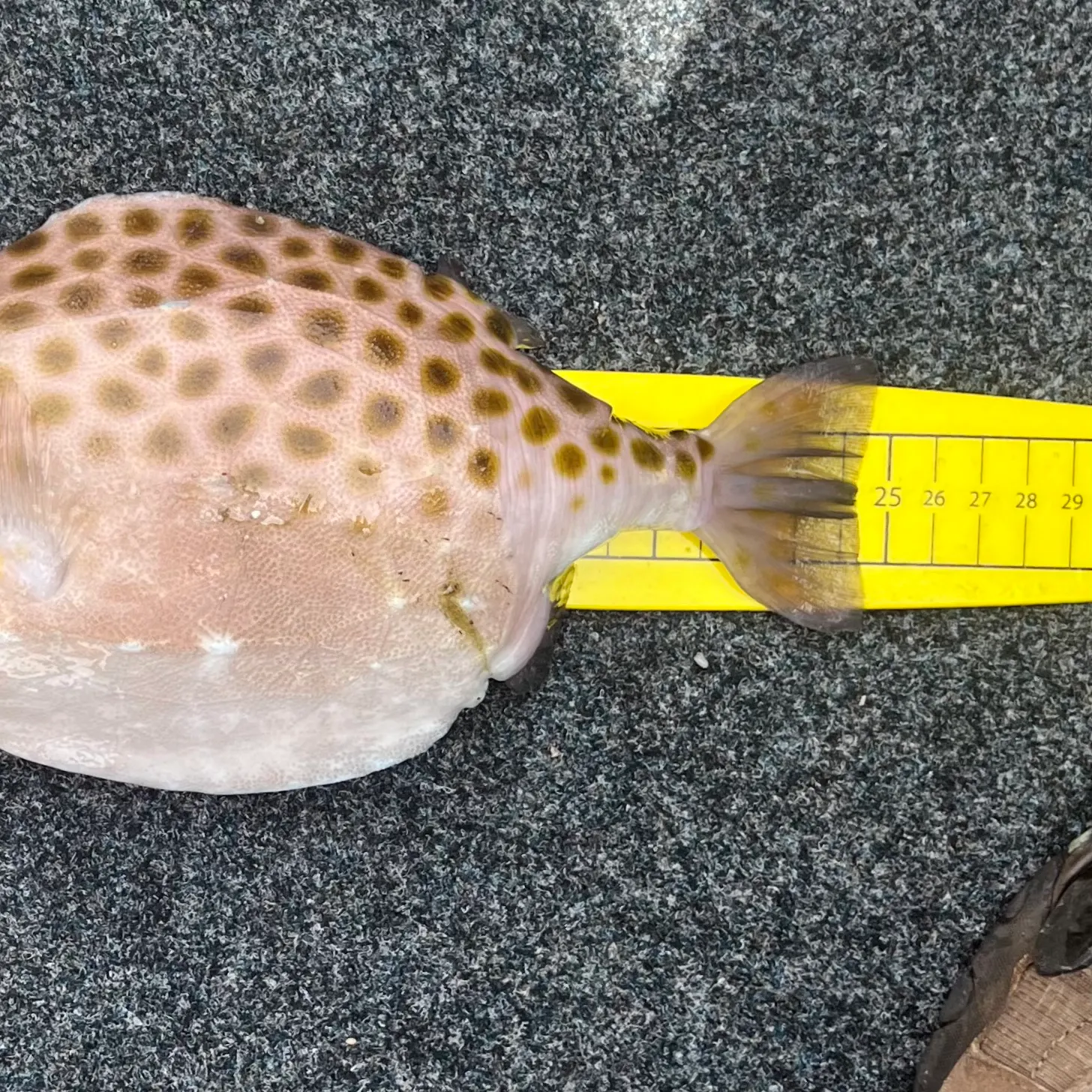 The most recent Western smooth boxfish catches on Fishbrain