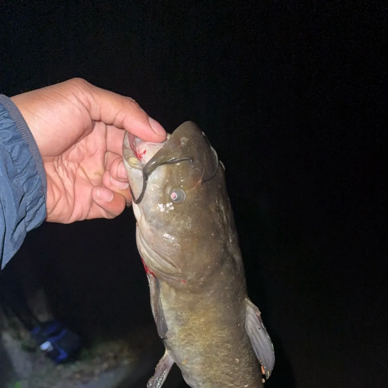 Black bullhead caught on Fishbrain