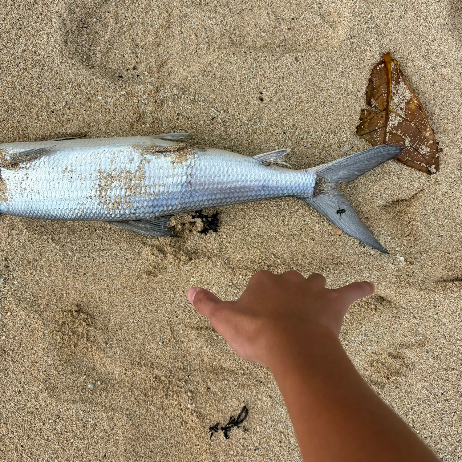 The most recent West Atlantic bonefish catches on Fishbrain