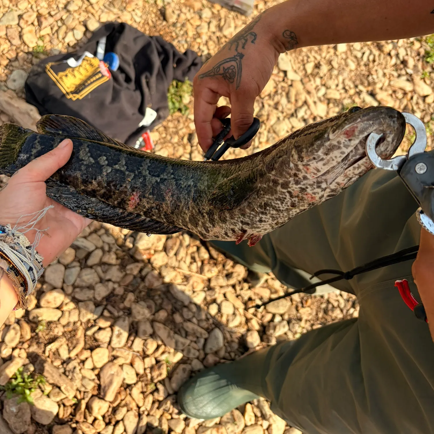 recently logged catches