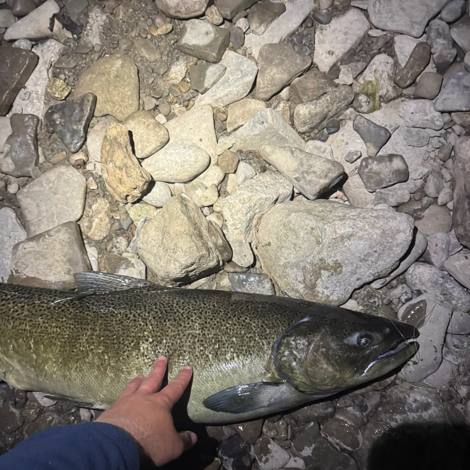 Chinook salmon caught on Fishbrain