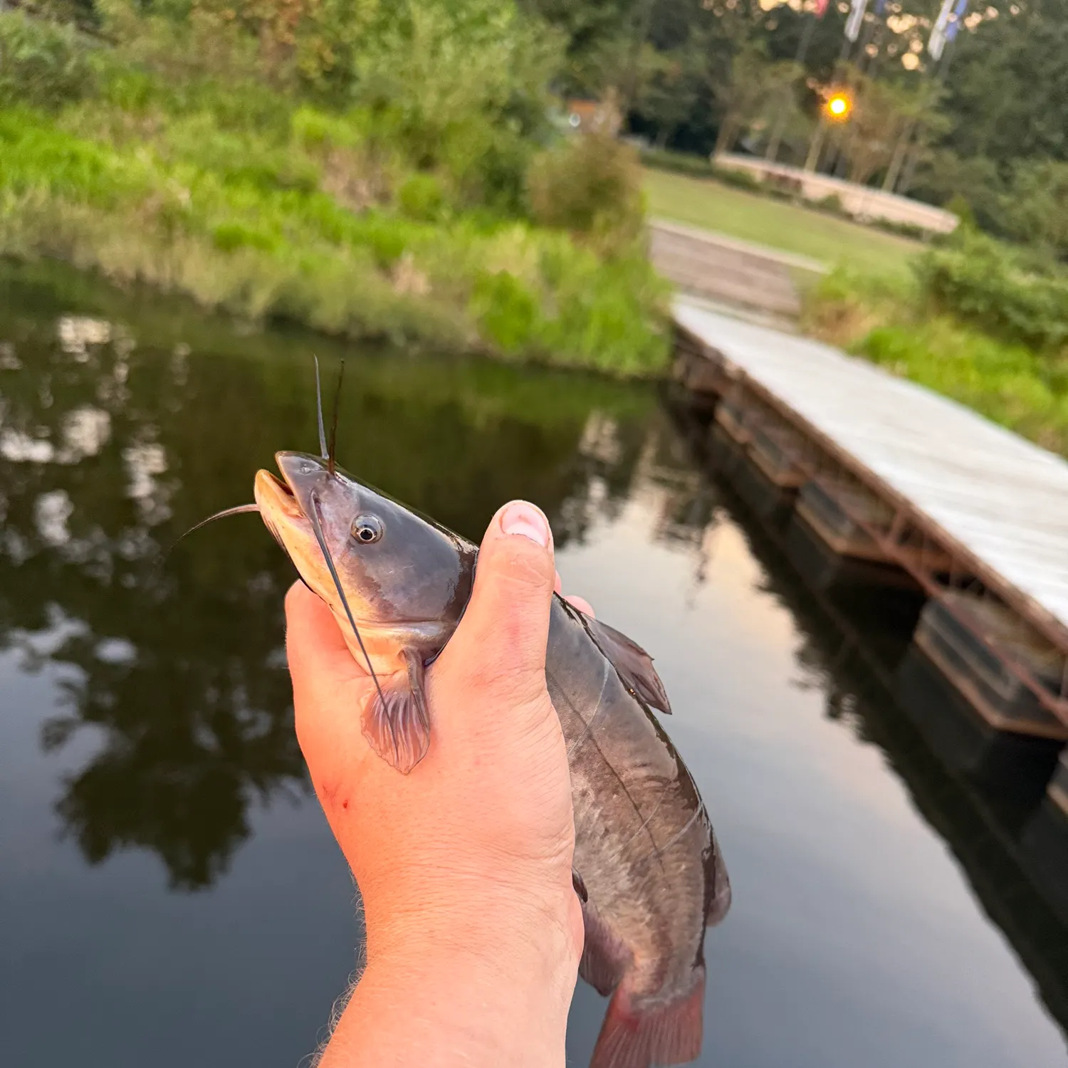 Black bullhead caught on Fishbrain
