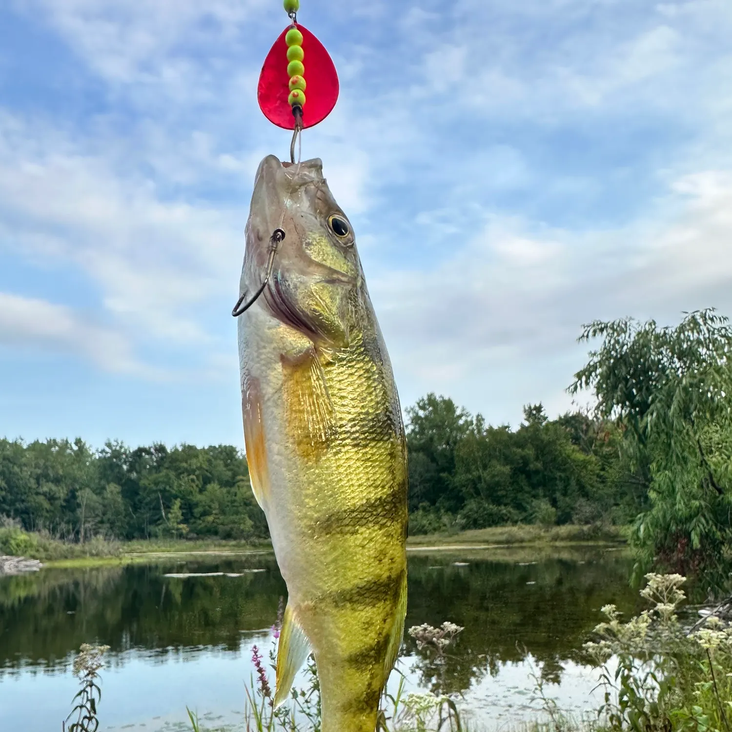 Yellow perch caught on Fishbrain