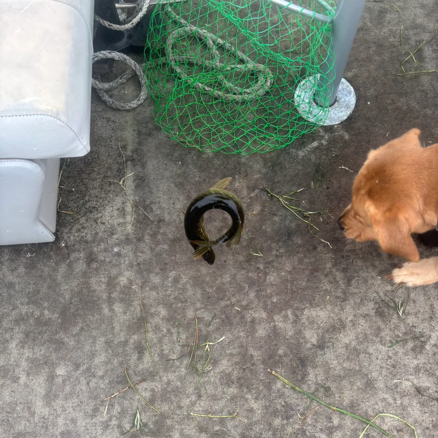 Northern pike caught on Fishbrain