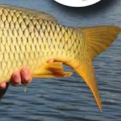 The most recent Common carp catches on Fishbrain