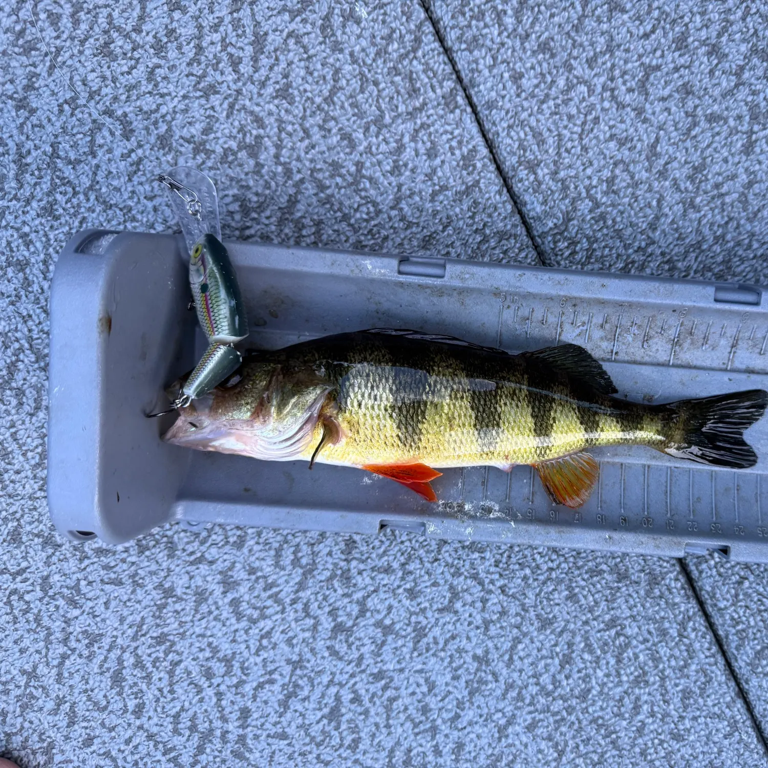 Yellow perch caught on Fishbrain