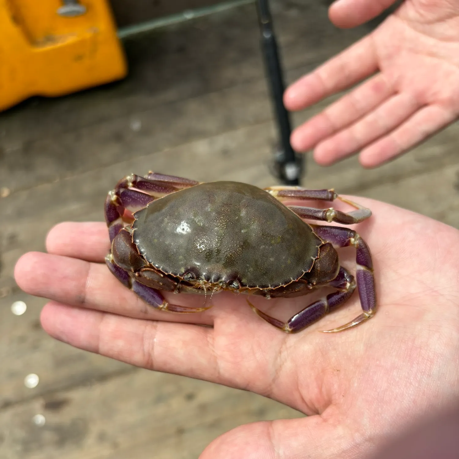 Graceful rock crab caught on Fishbrain