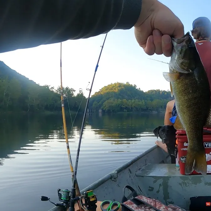 The most recent Smallmouth bass catches on Fishbrain