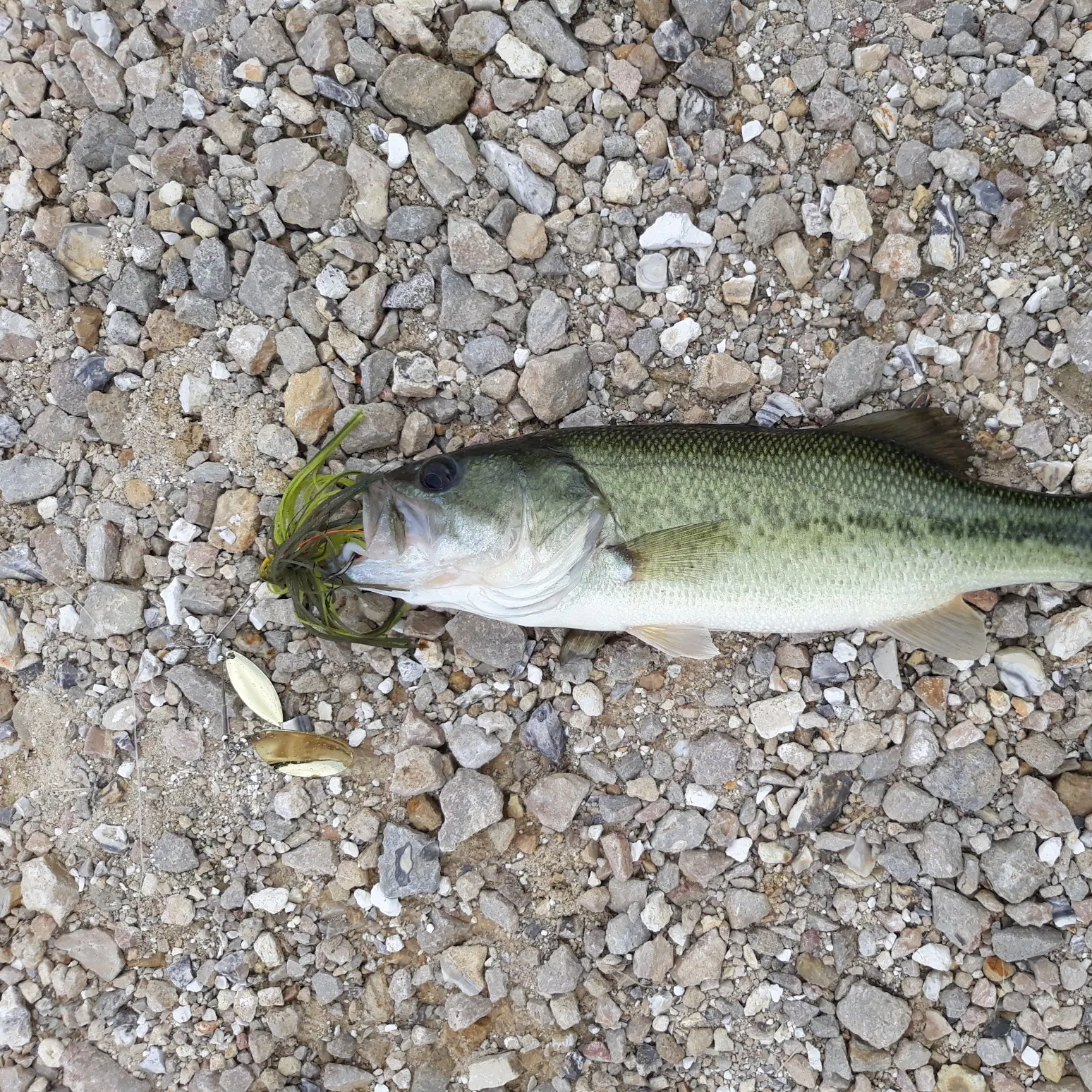 ᐅ Treeline Lake fishing reports🎣• Sunrise Beach, MO (United States) fishing