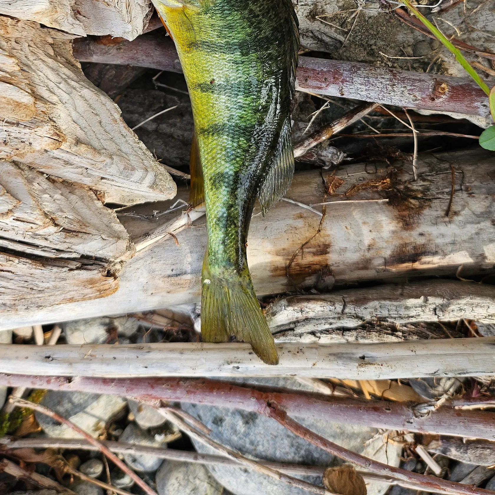 Yellow perch caught on Fishbrain